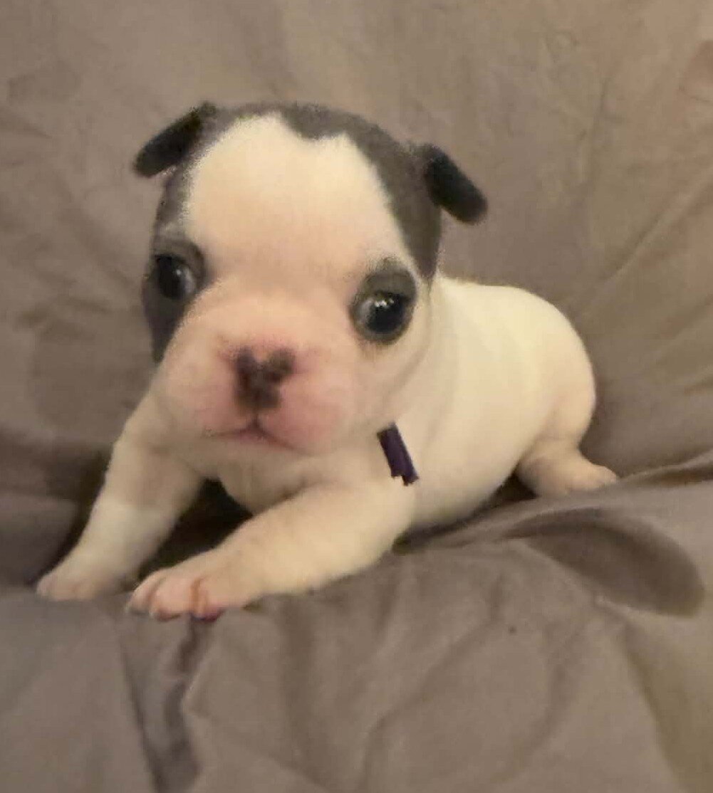 Female French Bulldog - Bingo image 8