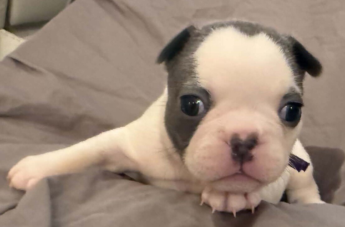 Female French Bulldog - Bingo image 9