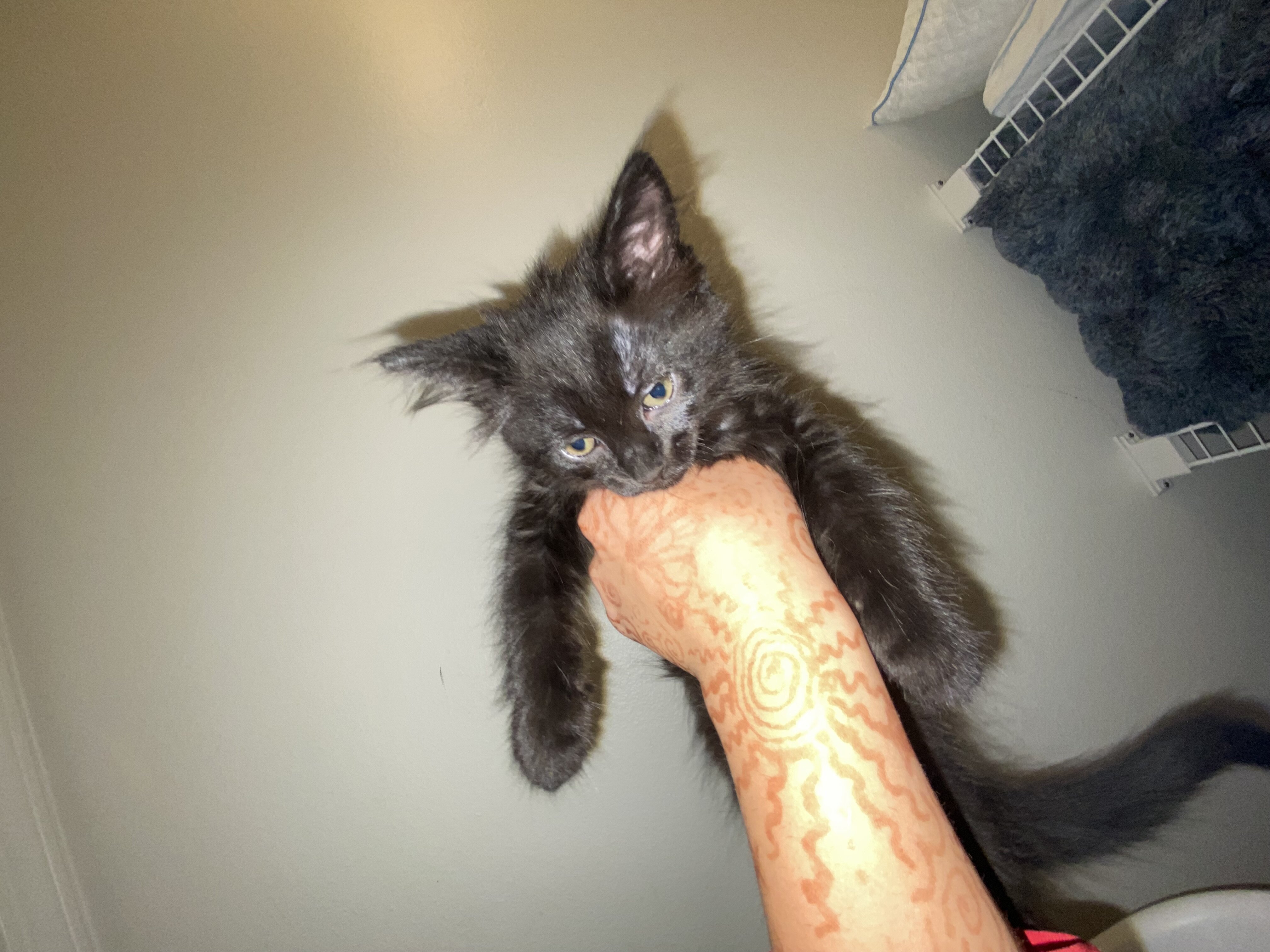 Black Bombay Kitten image 3