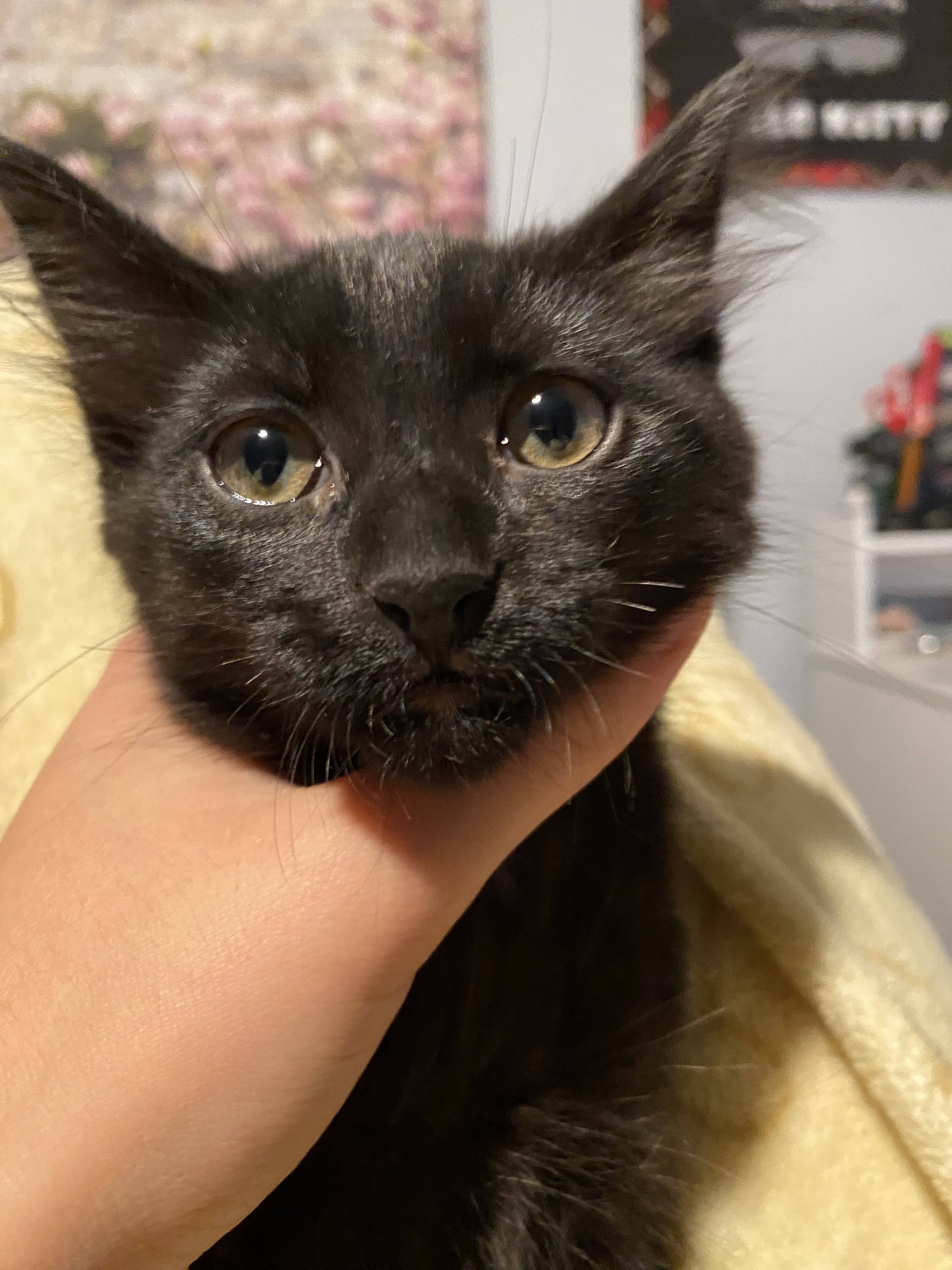 Black Bombay Kitten image 2