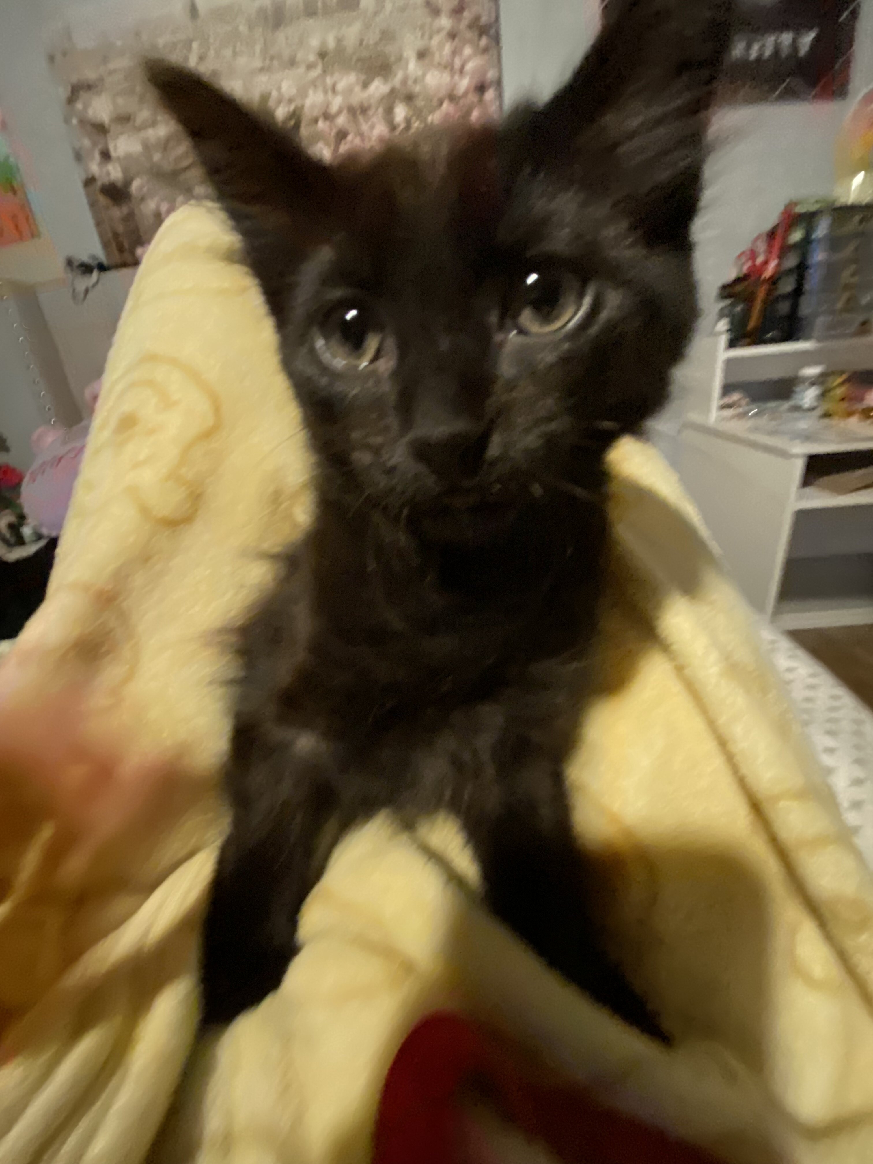 Black Bombay Kitten image 1