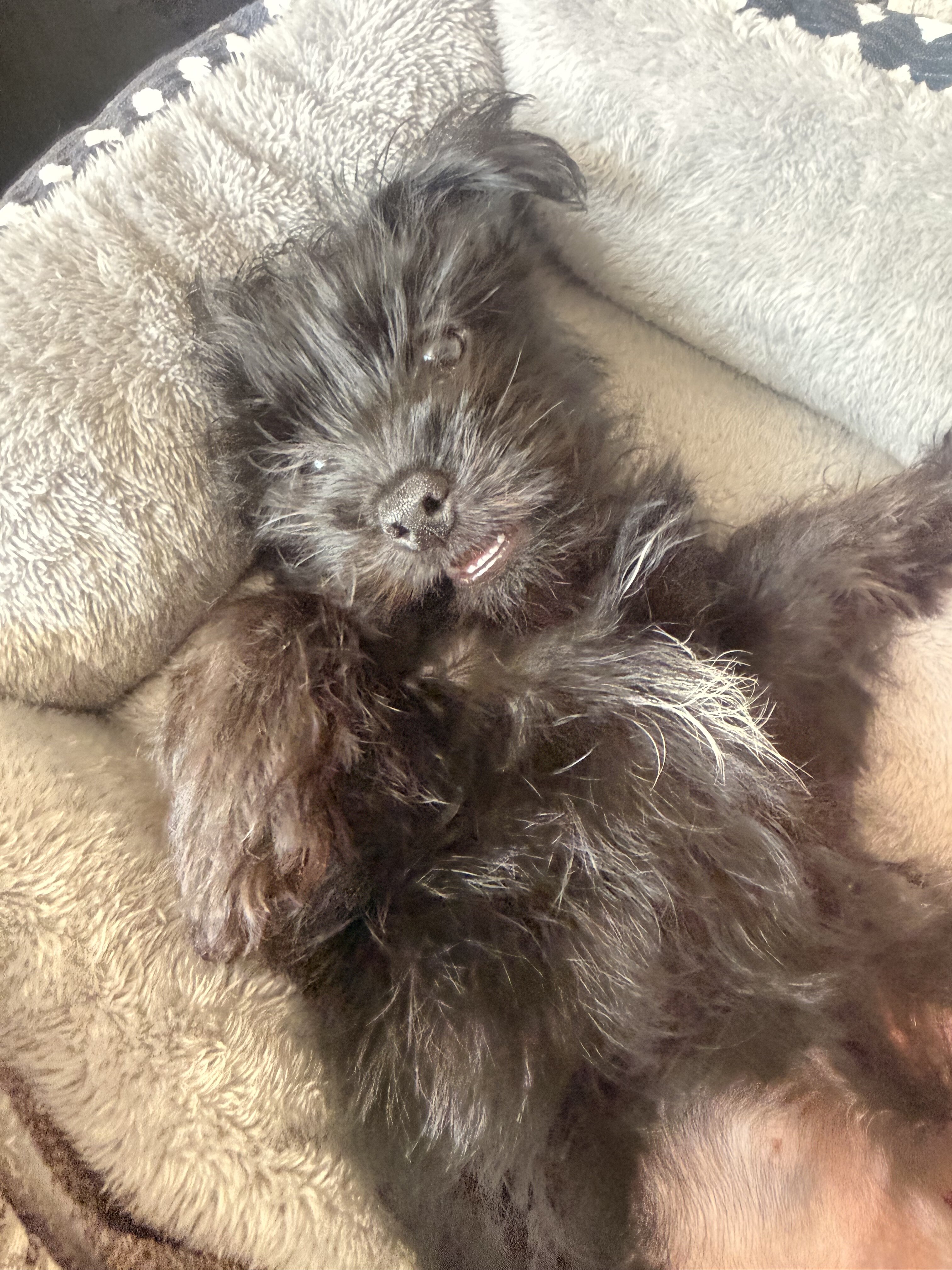 Yorkshire terrier puppy image 2