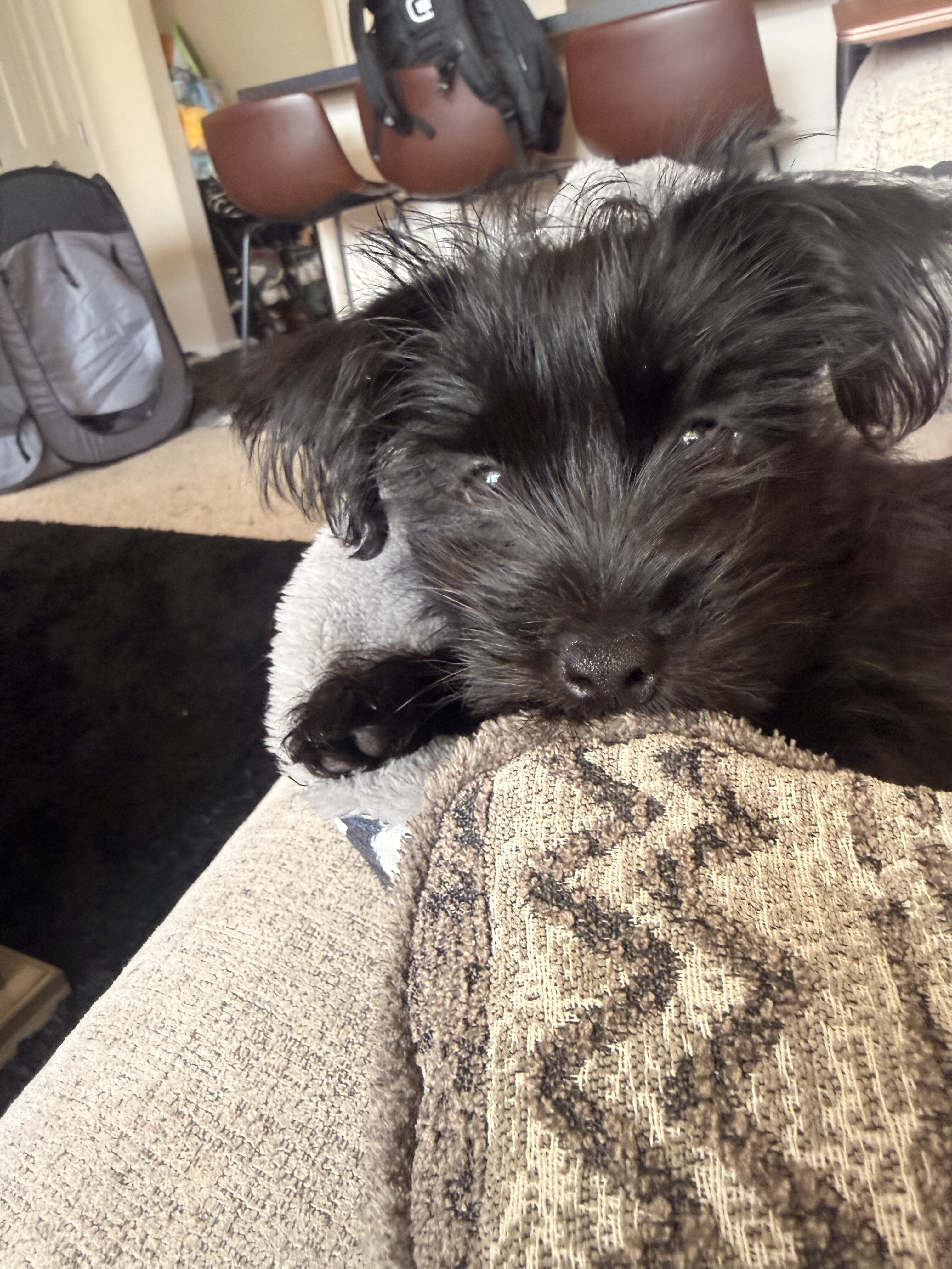 Yorkshire terrier puppy image 1