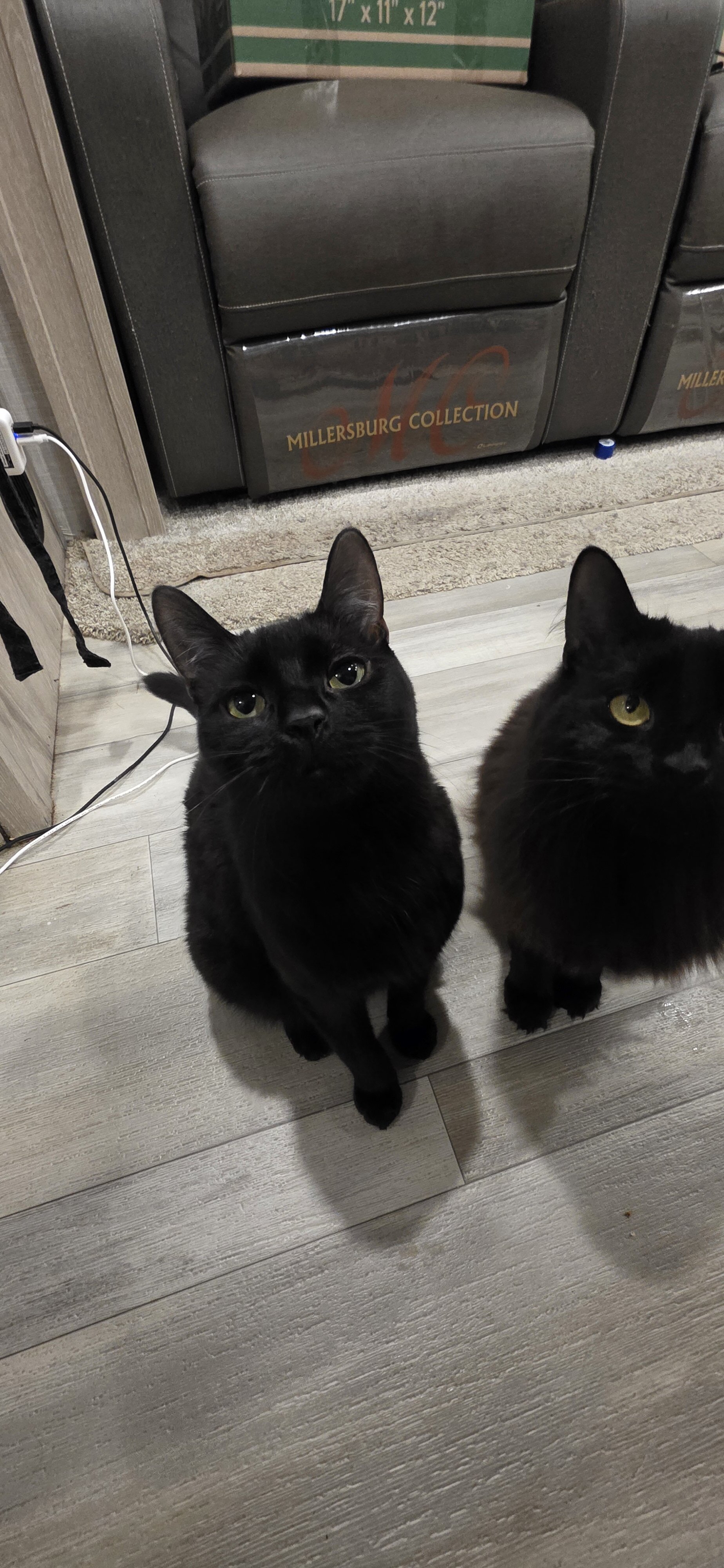 2 Brother Black Male Cats image 1