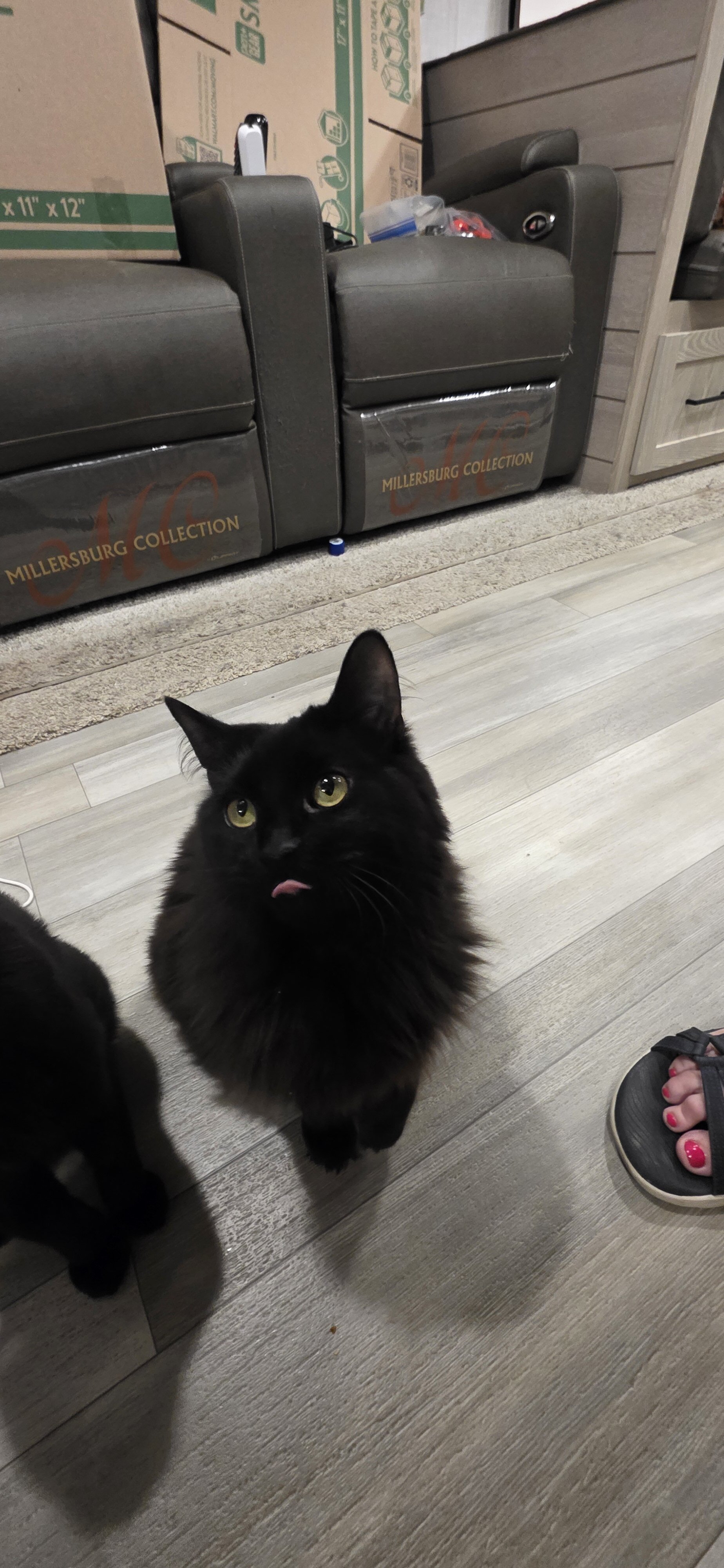 2 Brother Black Male Cats image 2