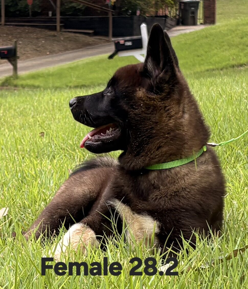 American Akita image 7