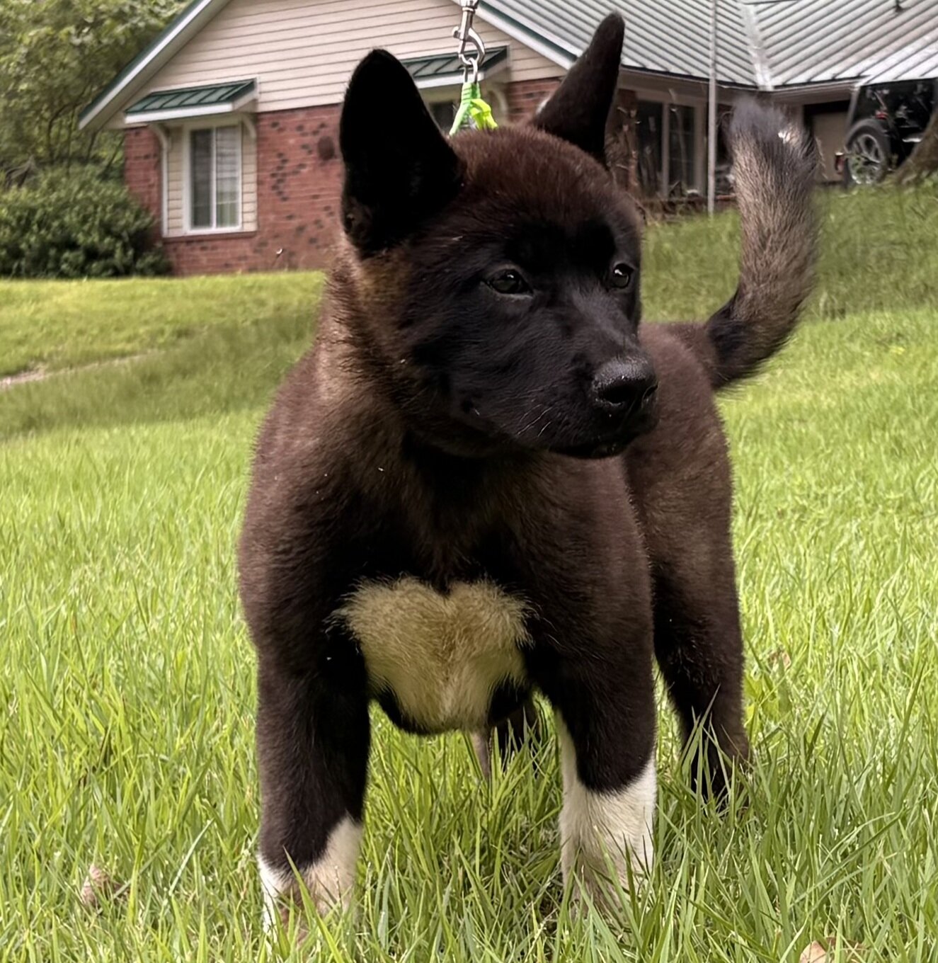 American Akita image 8