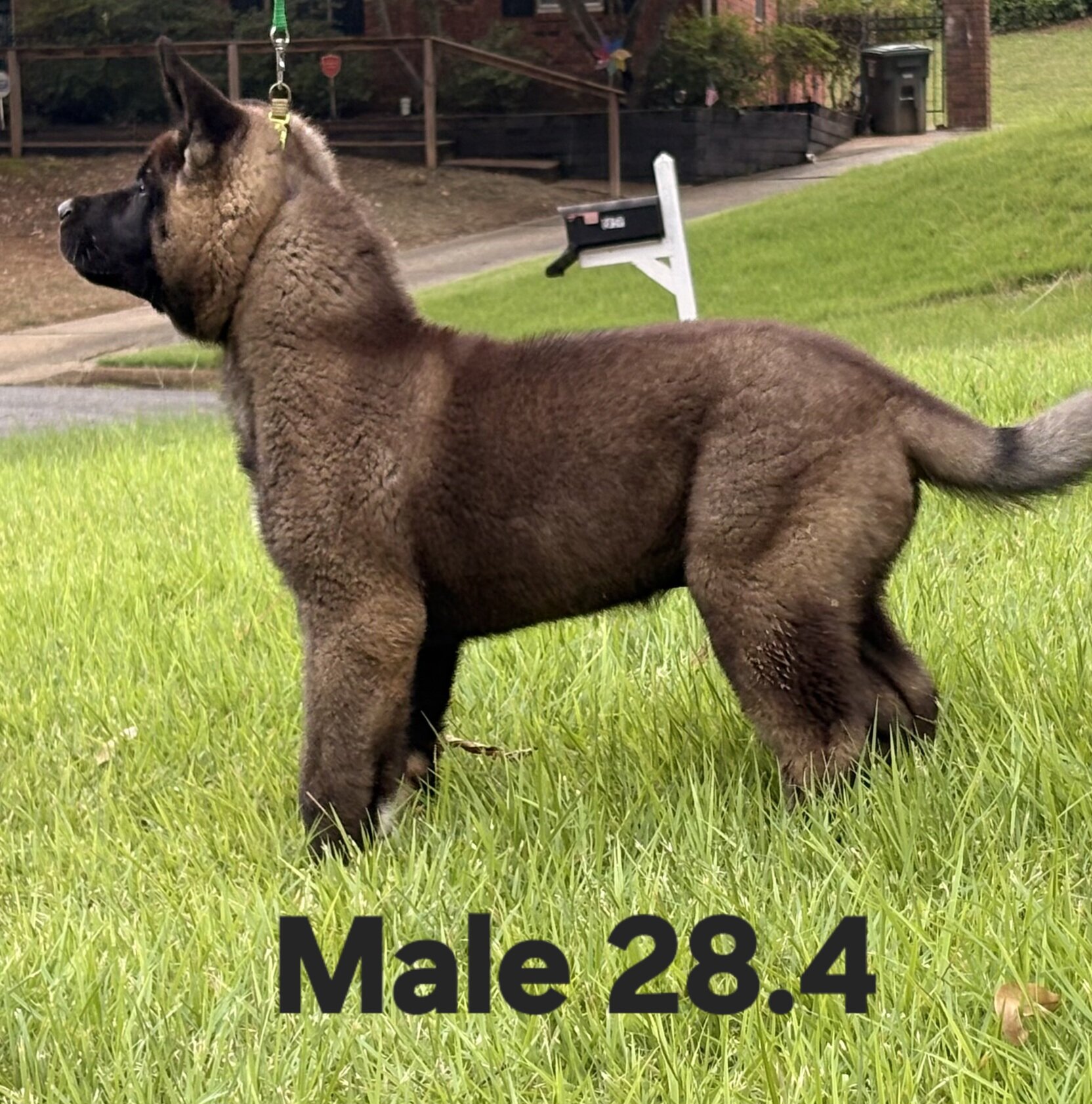 American Akita image 6