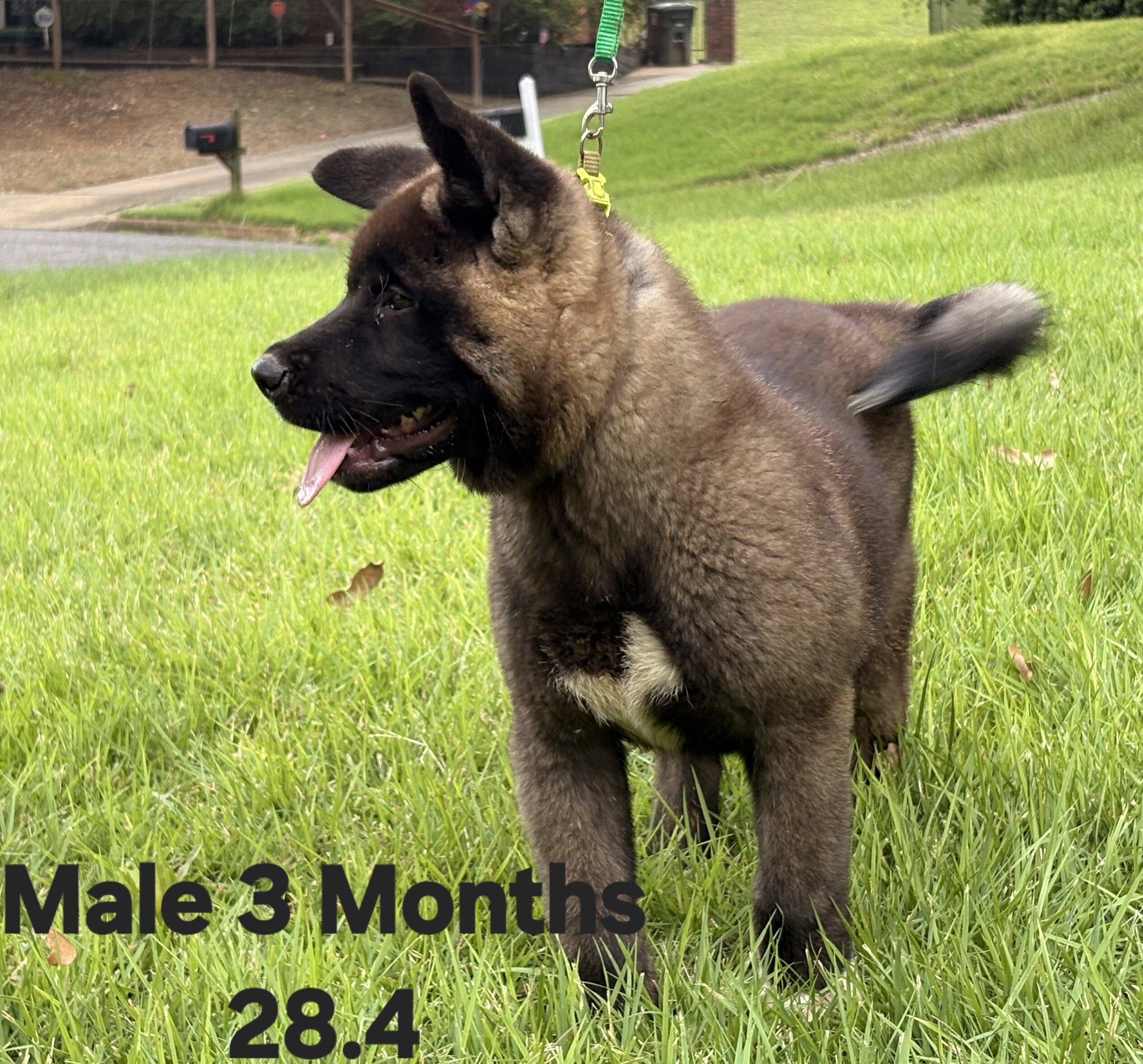 American Akita image 5