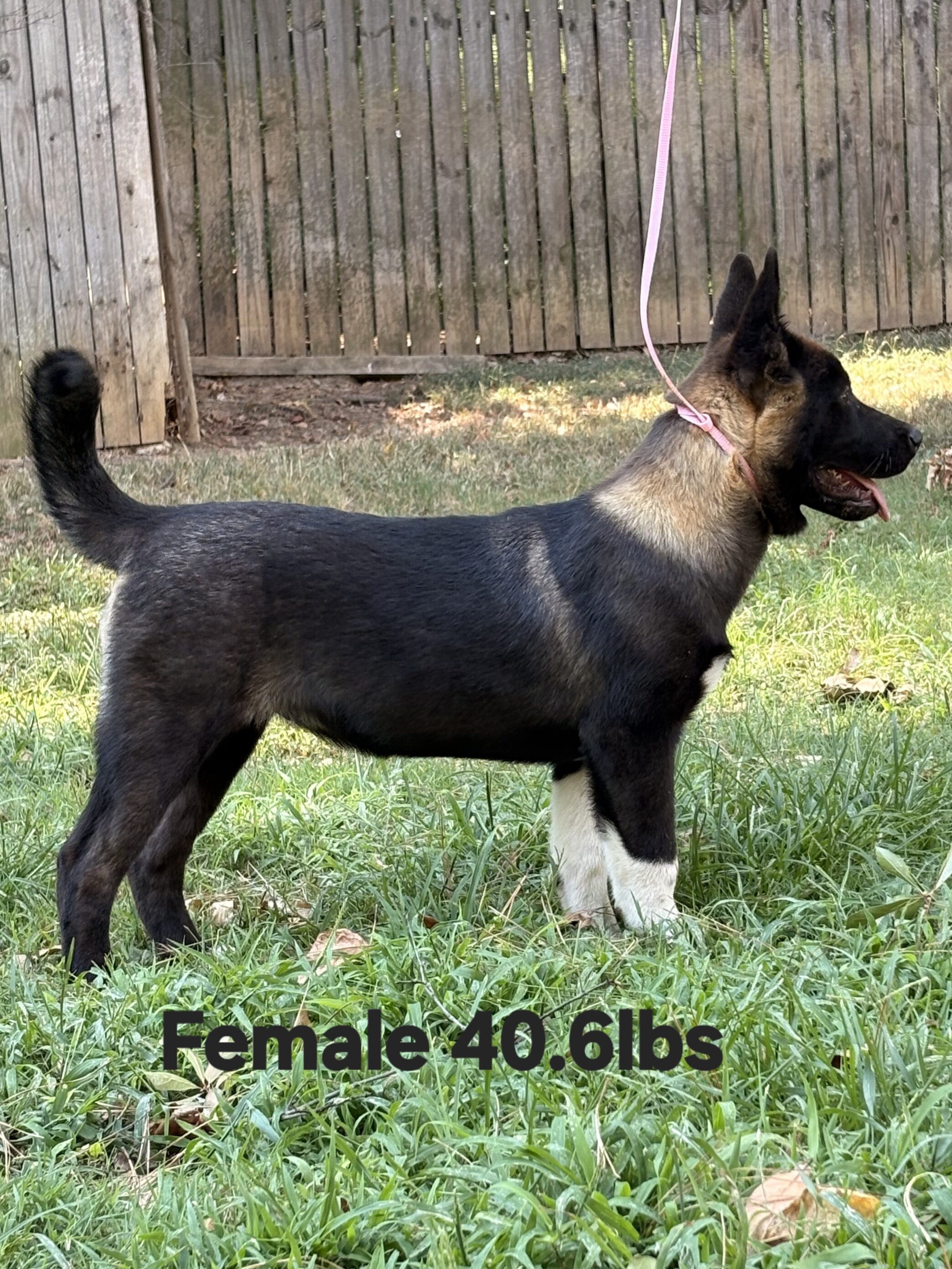 American Akita image 4