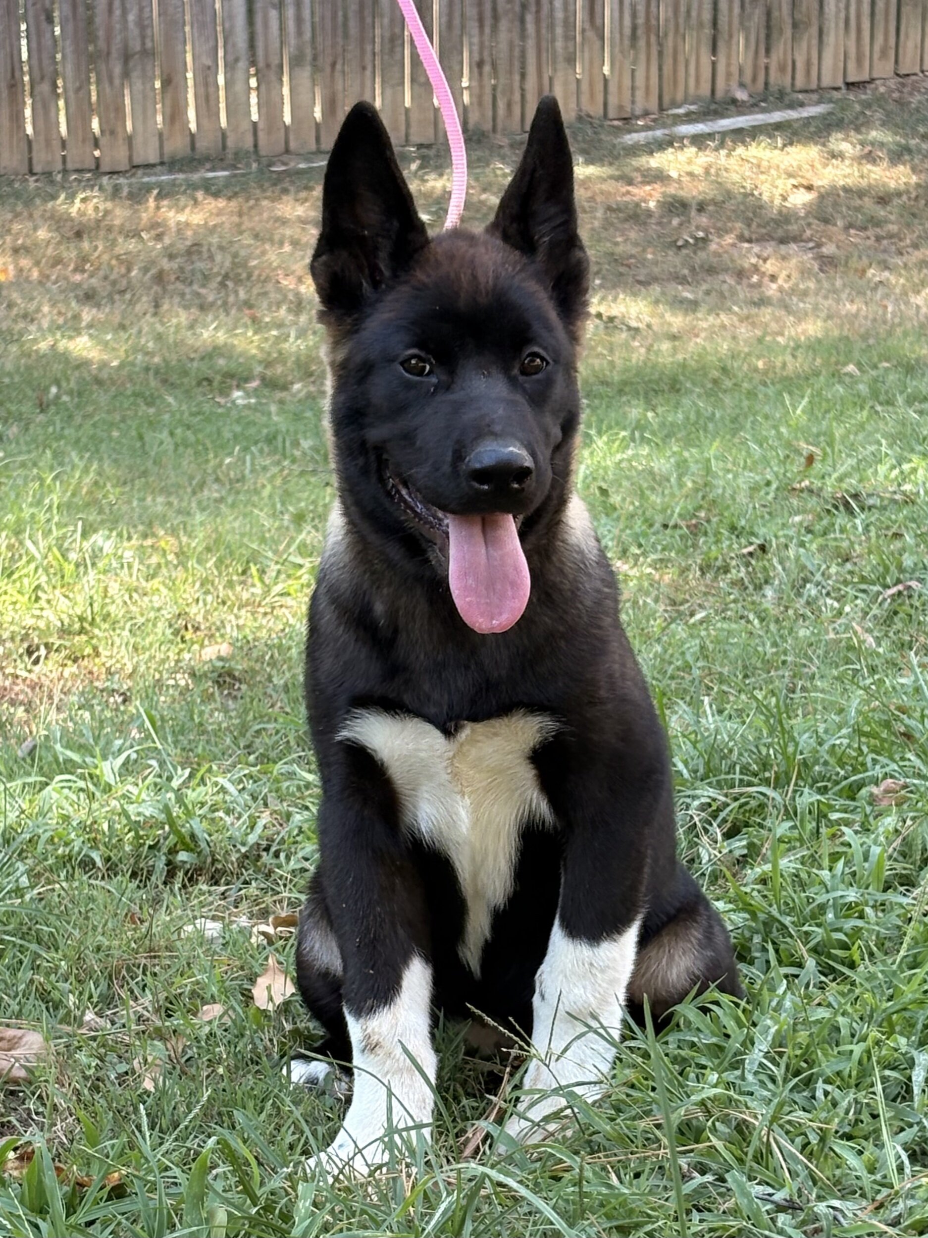 American Akita image 3