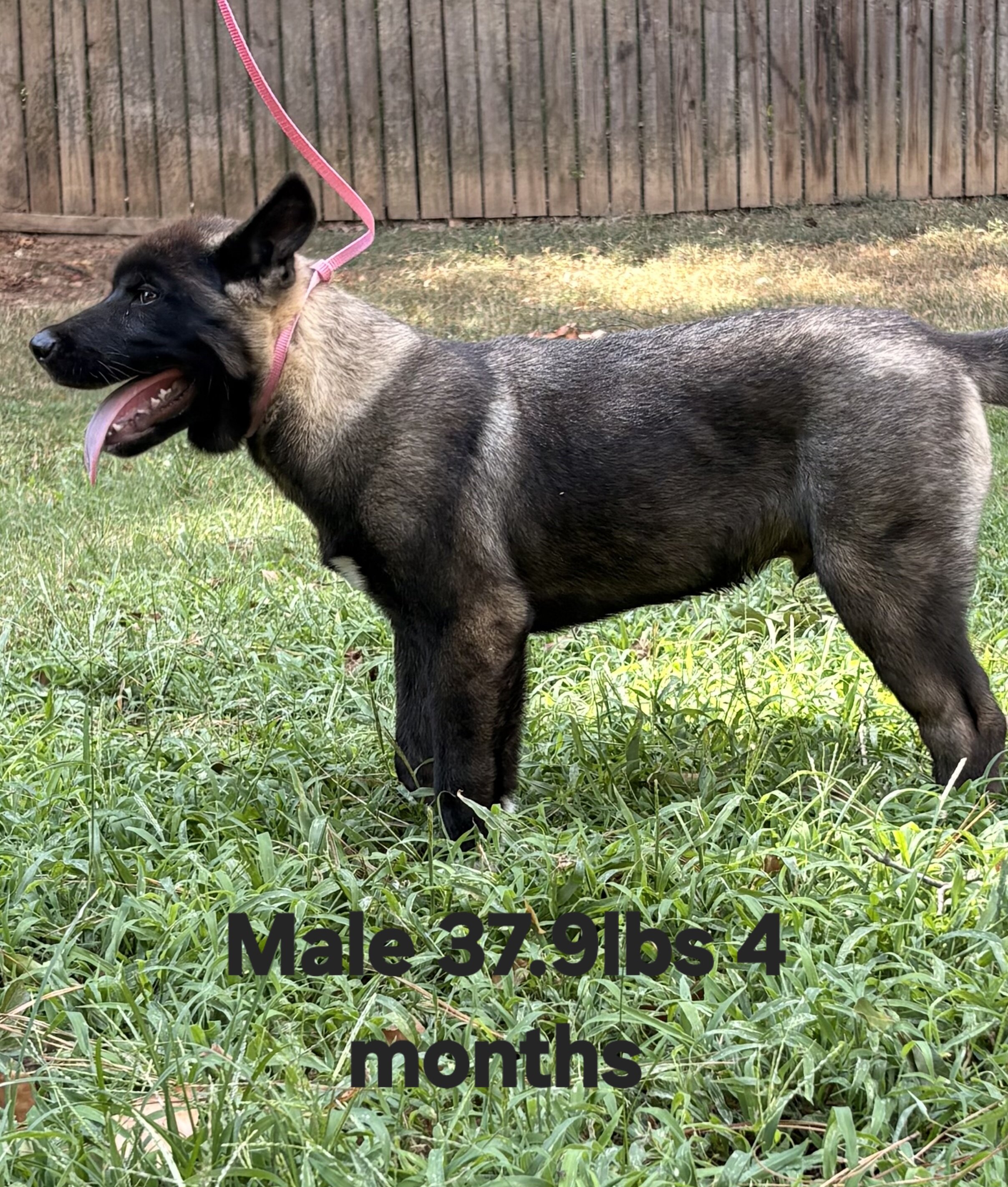American Akita image 2