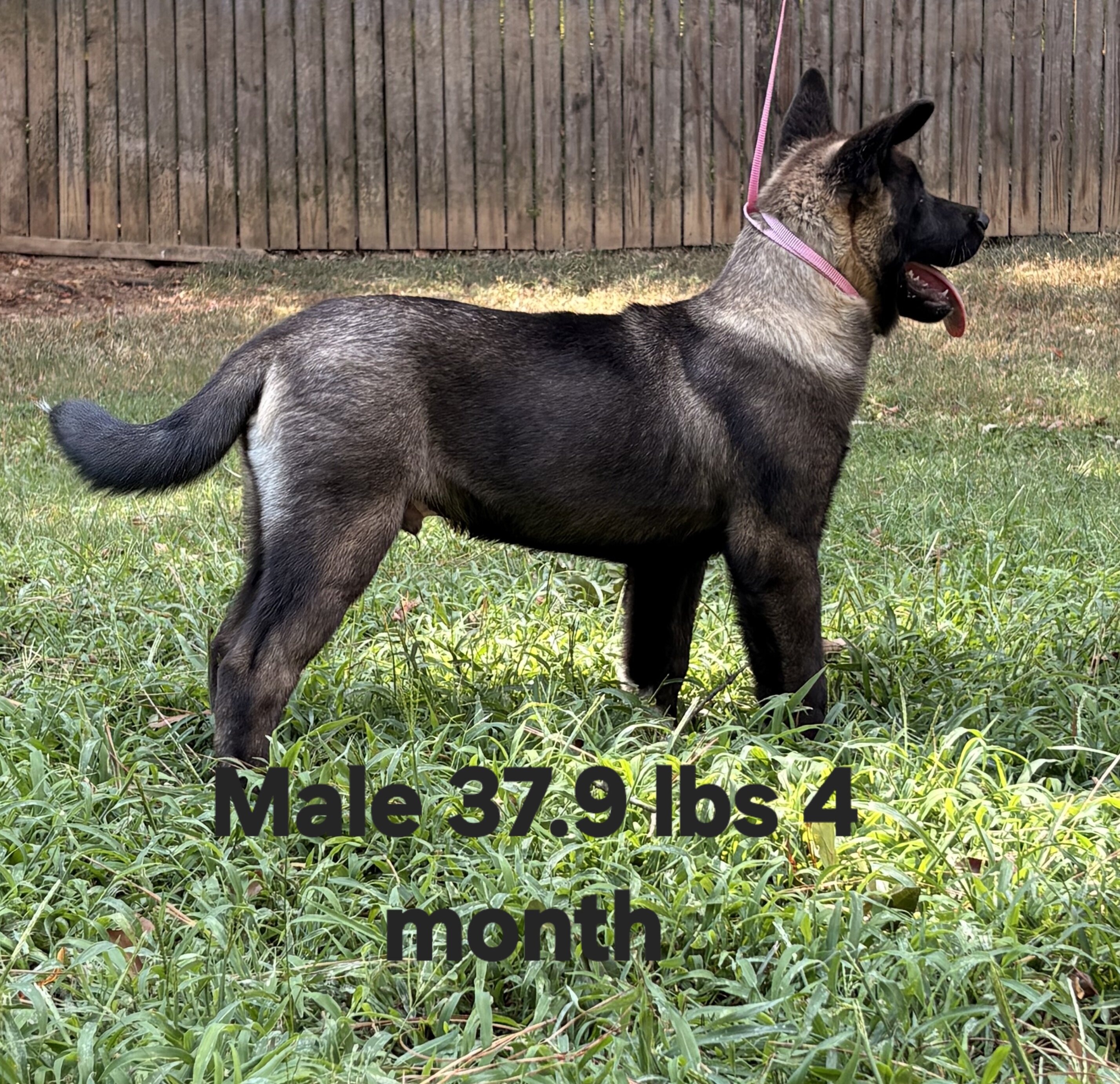 American Akita image 1