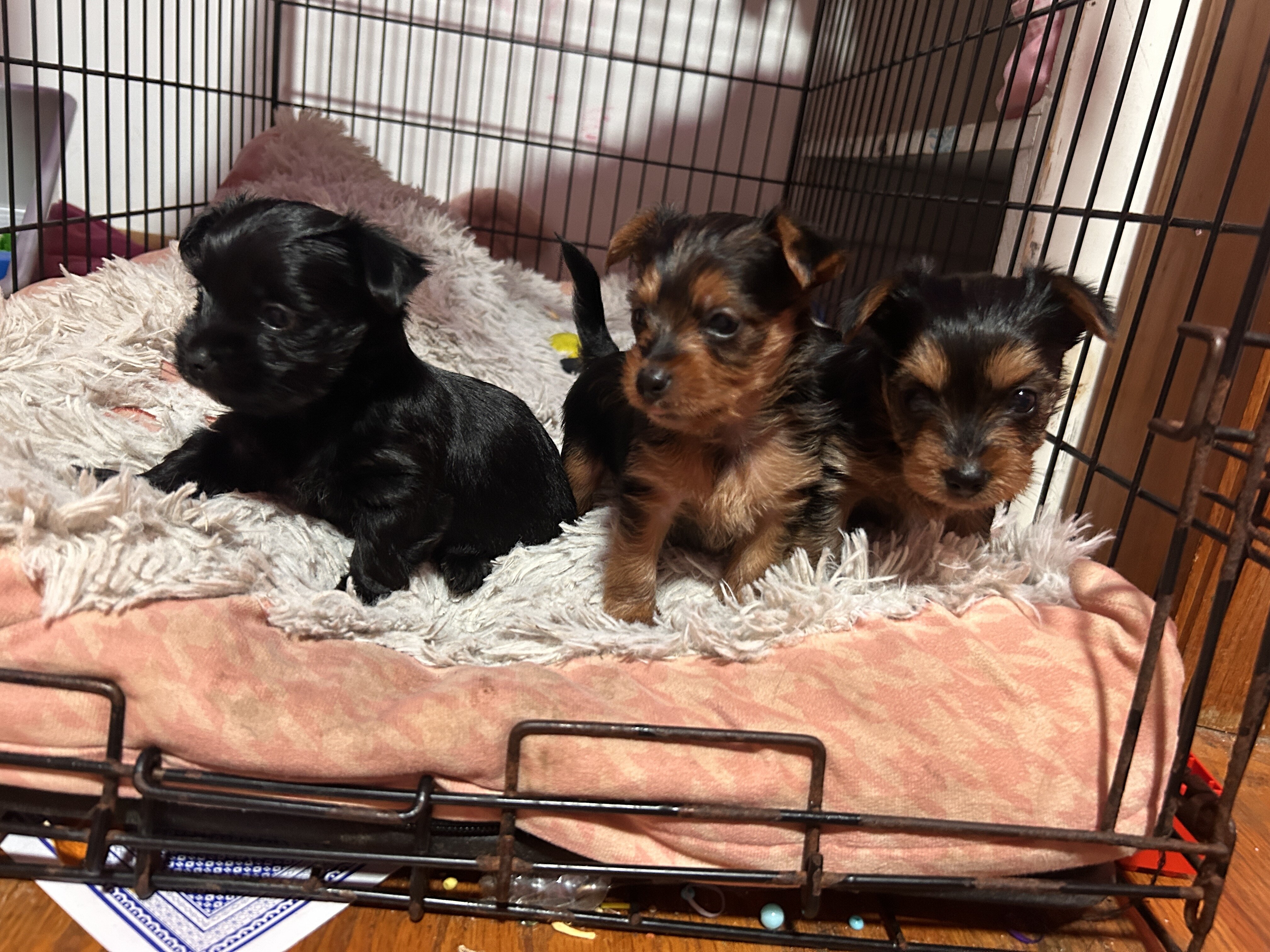 Puppy image 3