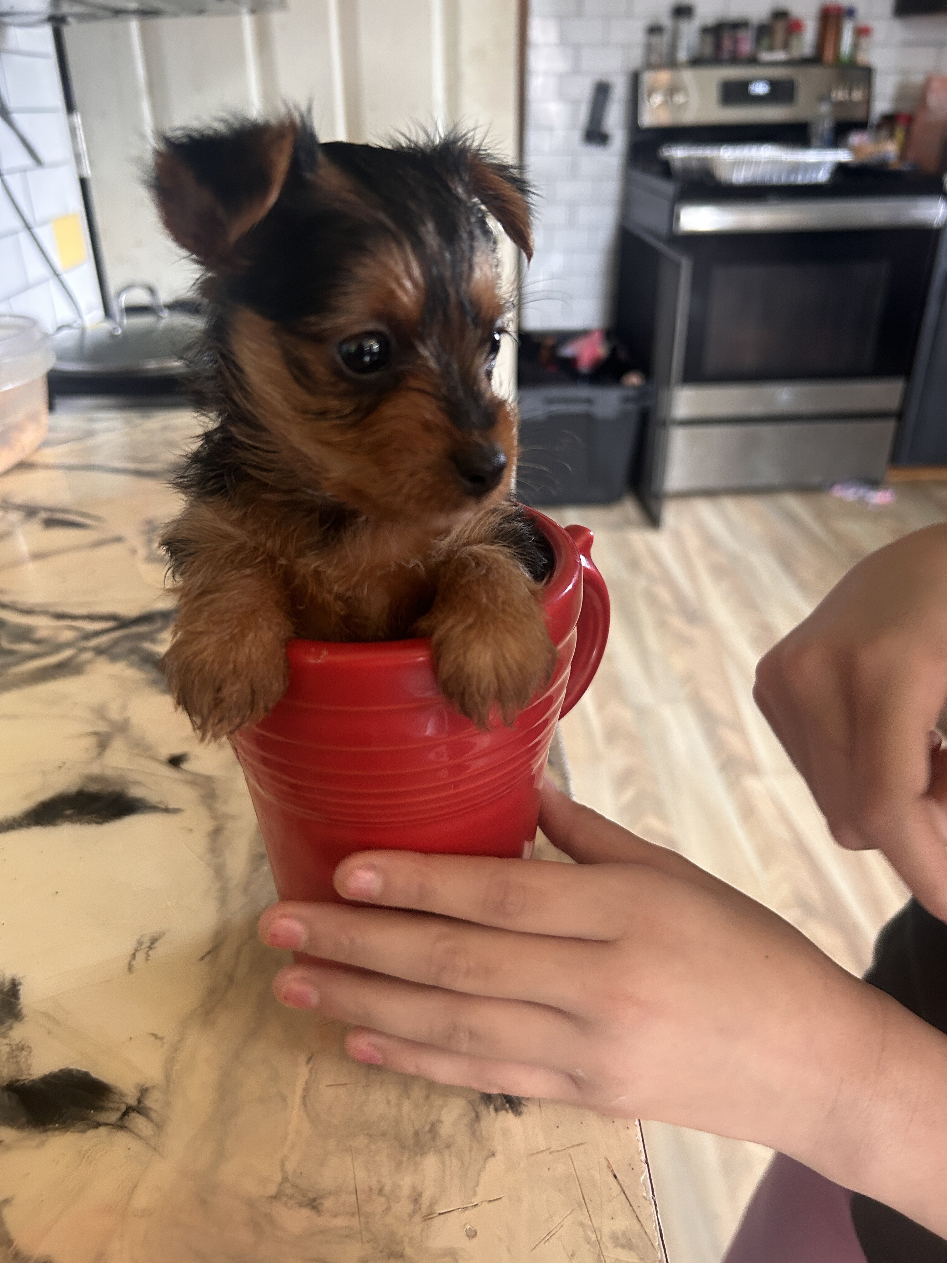 Puppy image 1