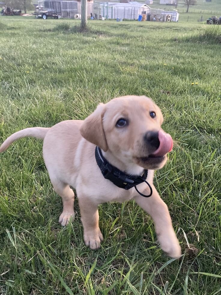 Labrador Retriever puppies image 3