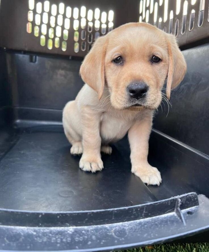 Labrador Retriever puppies image 4