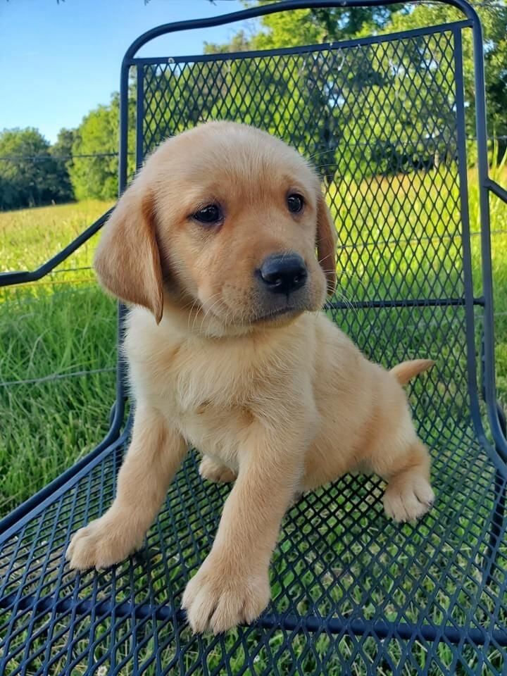 Labrador Retriever puppies image 1