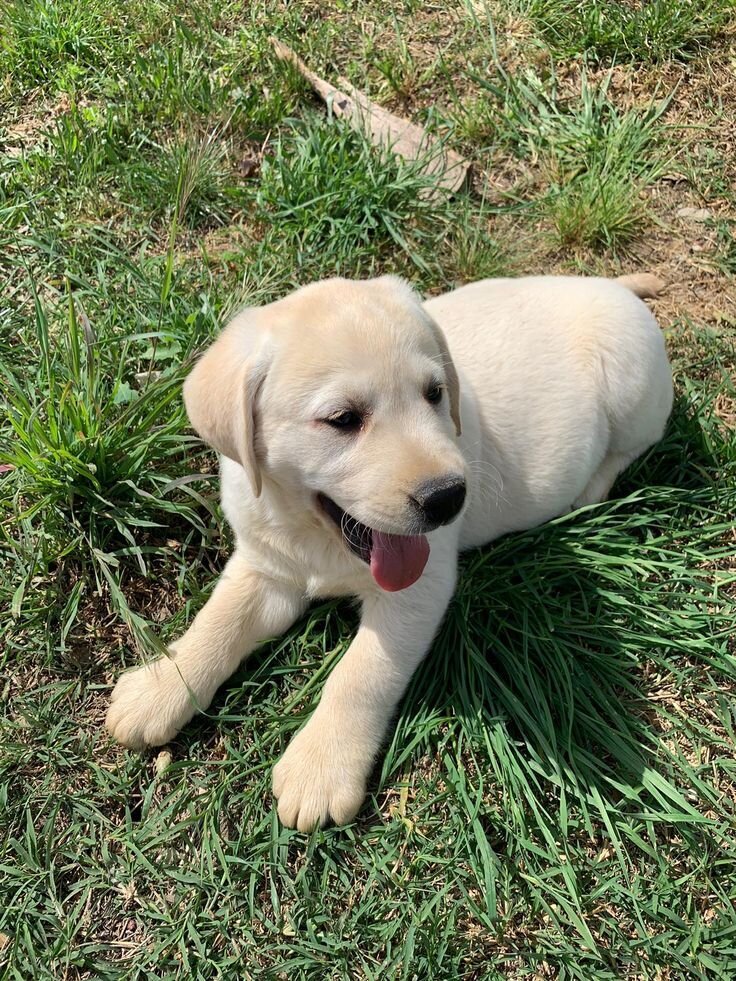 Labrador Retriever puppies image 2