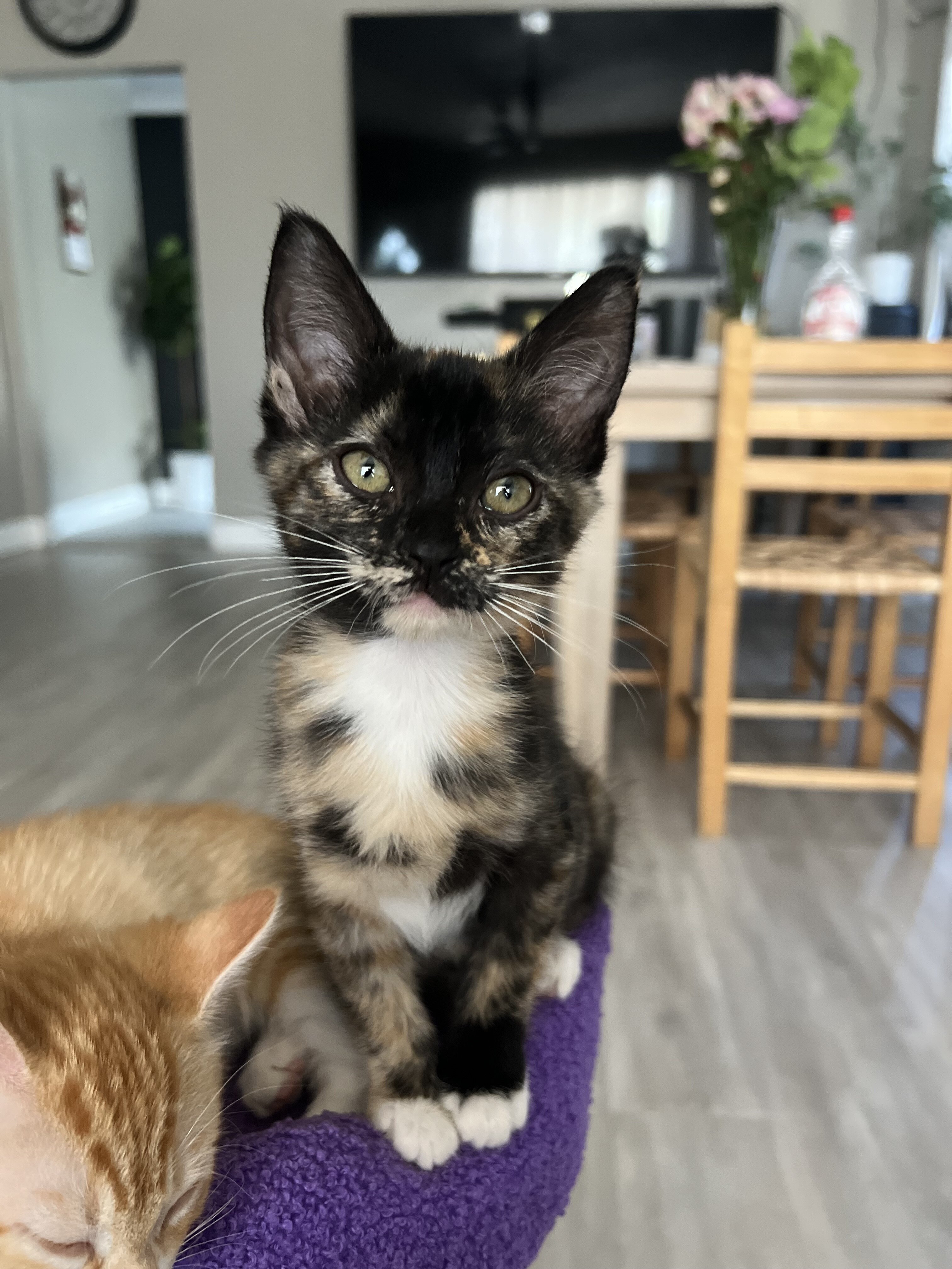 2 female tortie kittens image 3