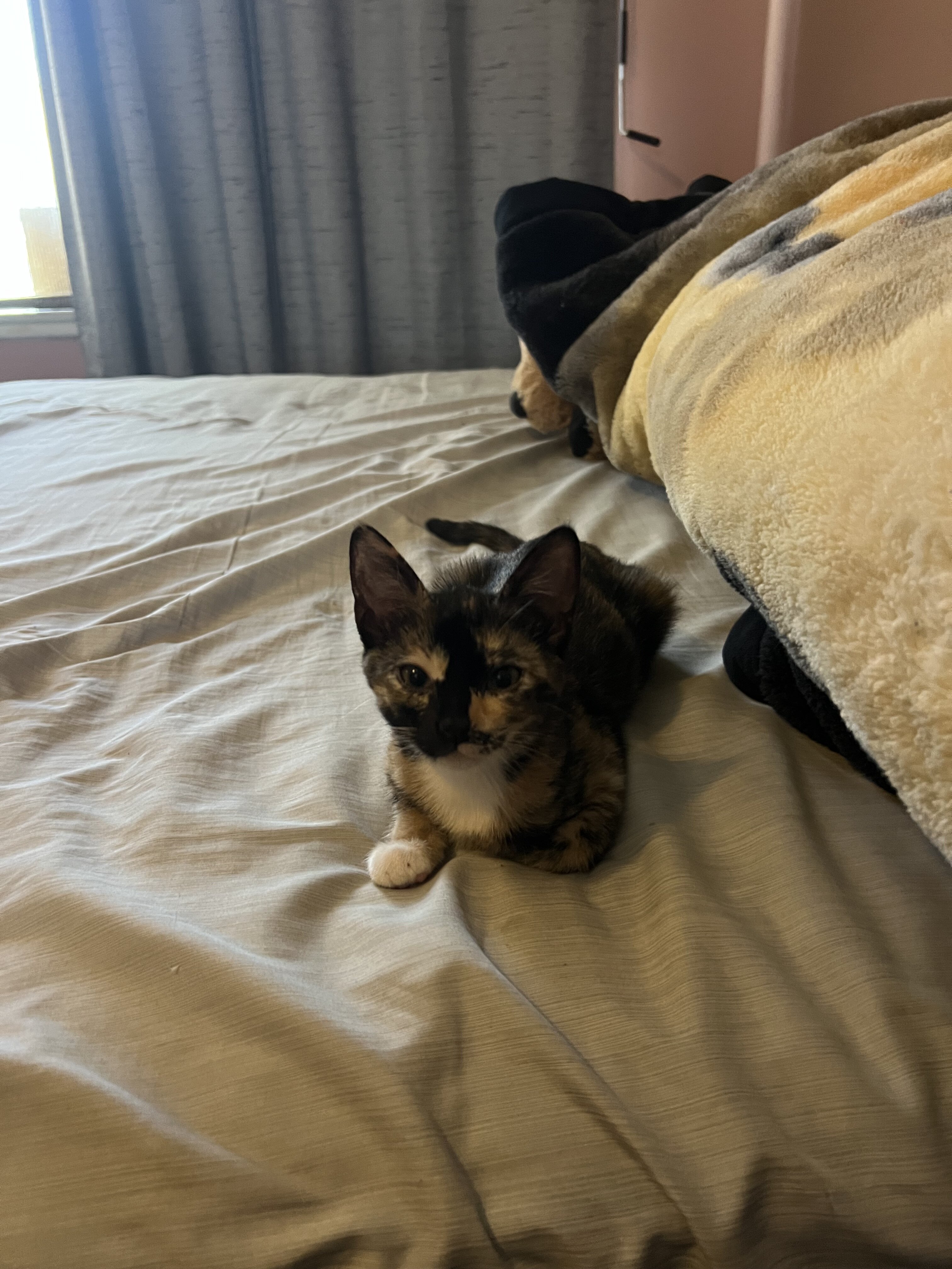 2 female tortie kittens image 2