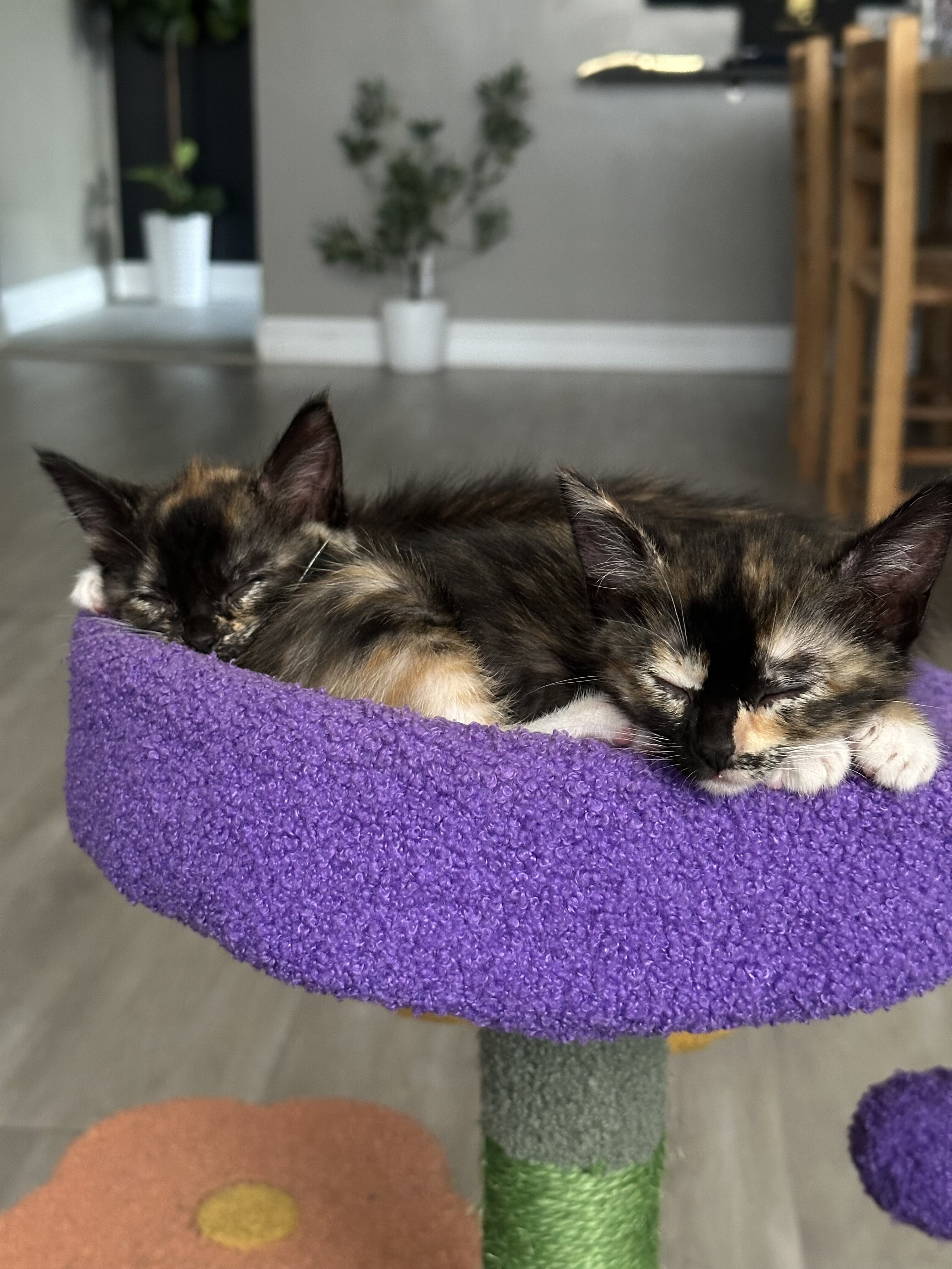 2 female tortie kittens image 1