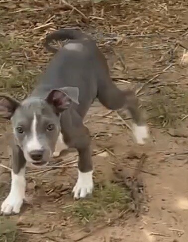 Female pitbull puppy image 1