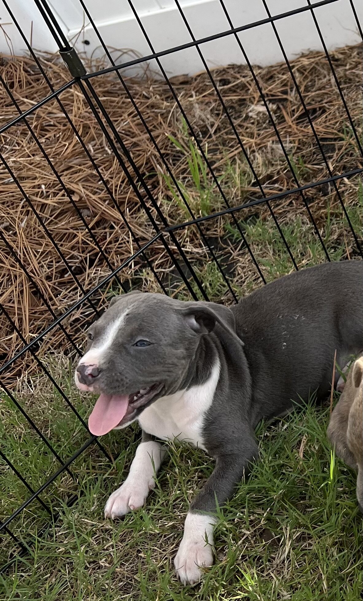 Female pitbull puppy image 2