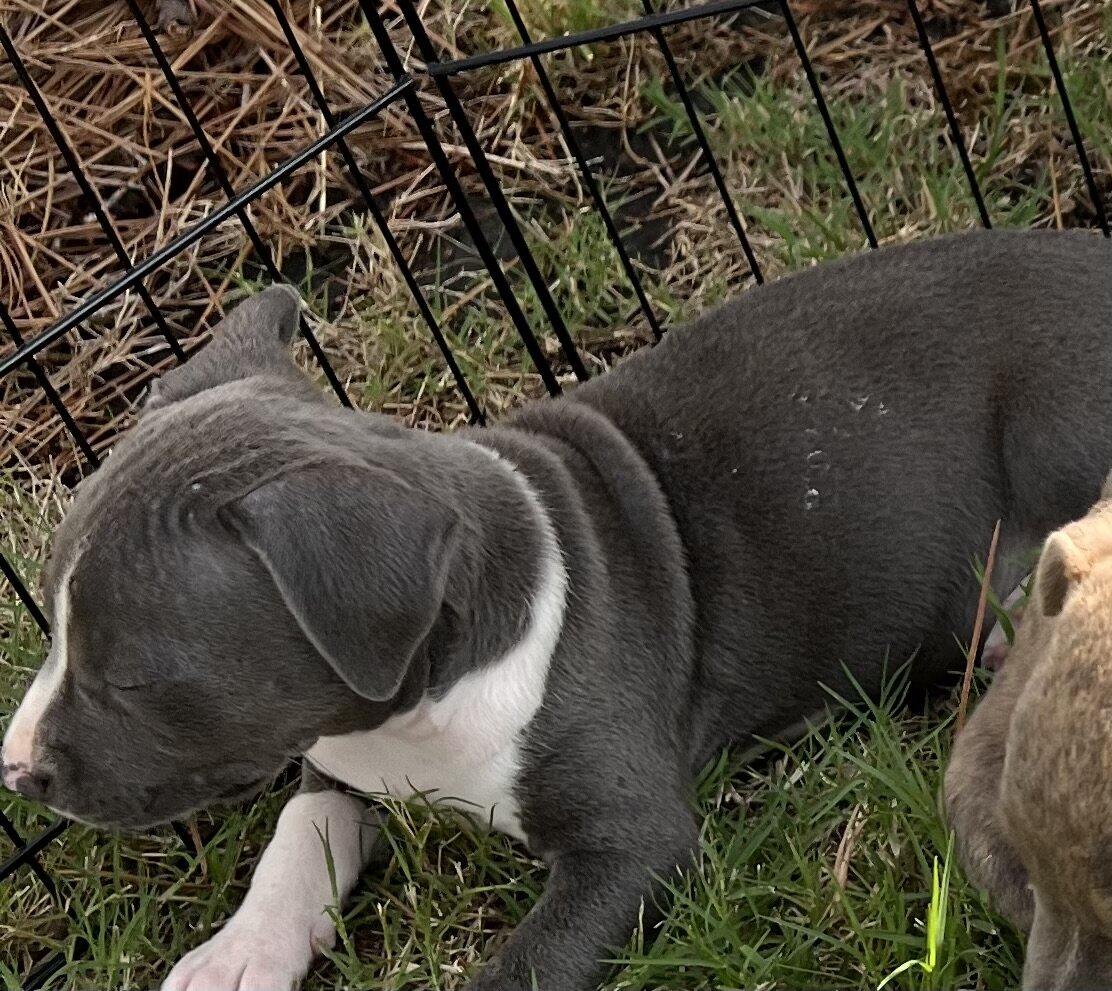 Female pitbull puppy image 3