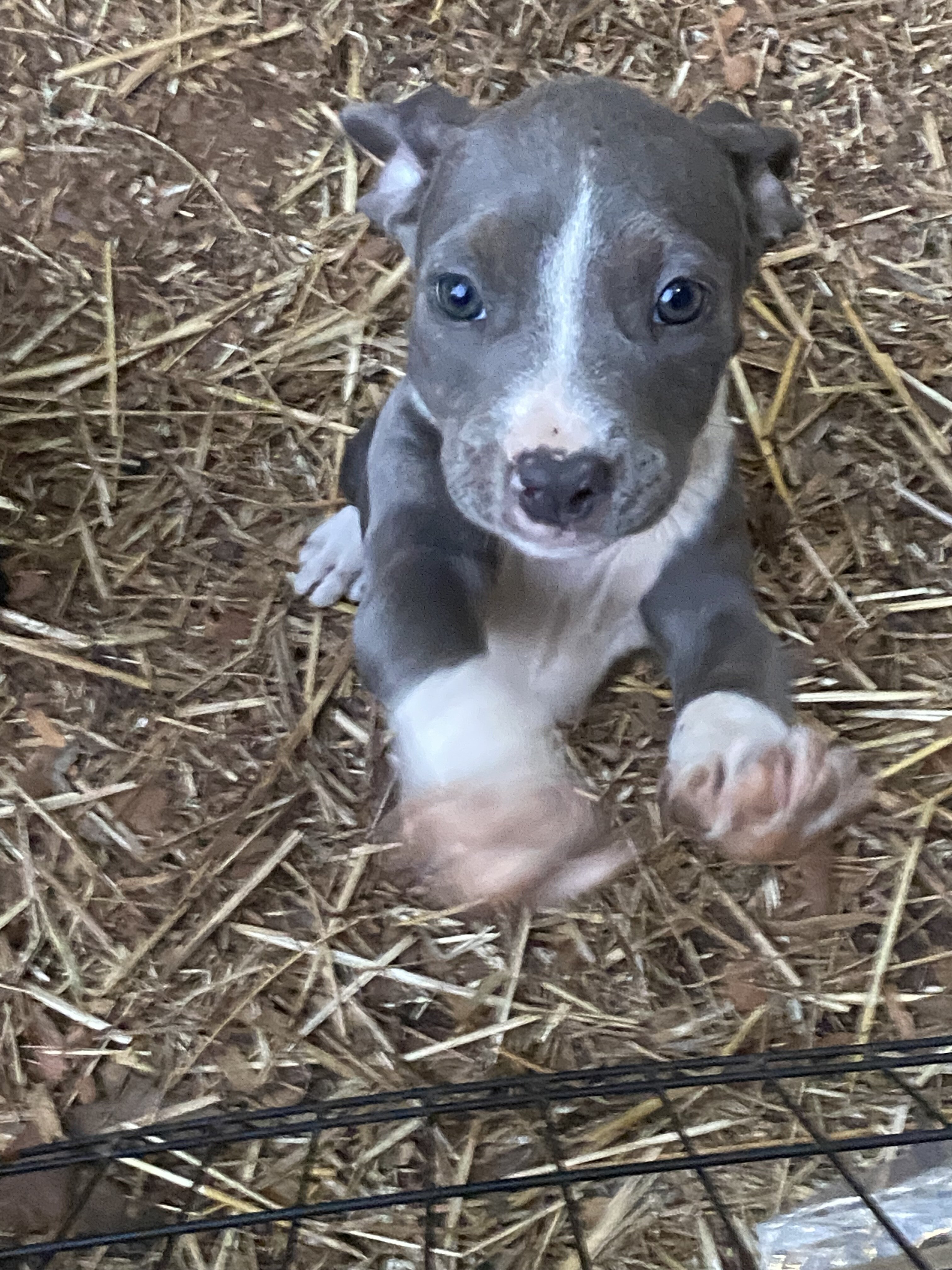 Female pitbull puppy image 4