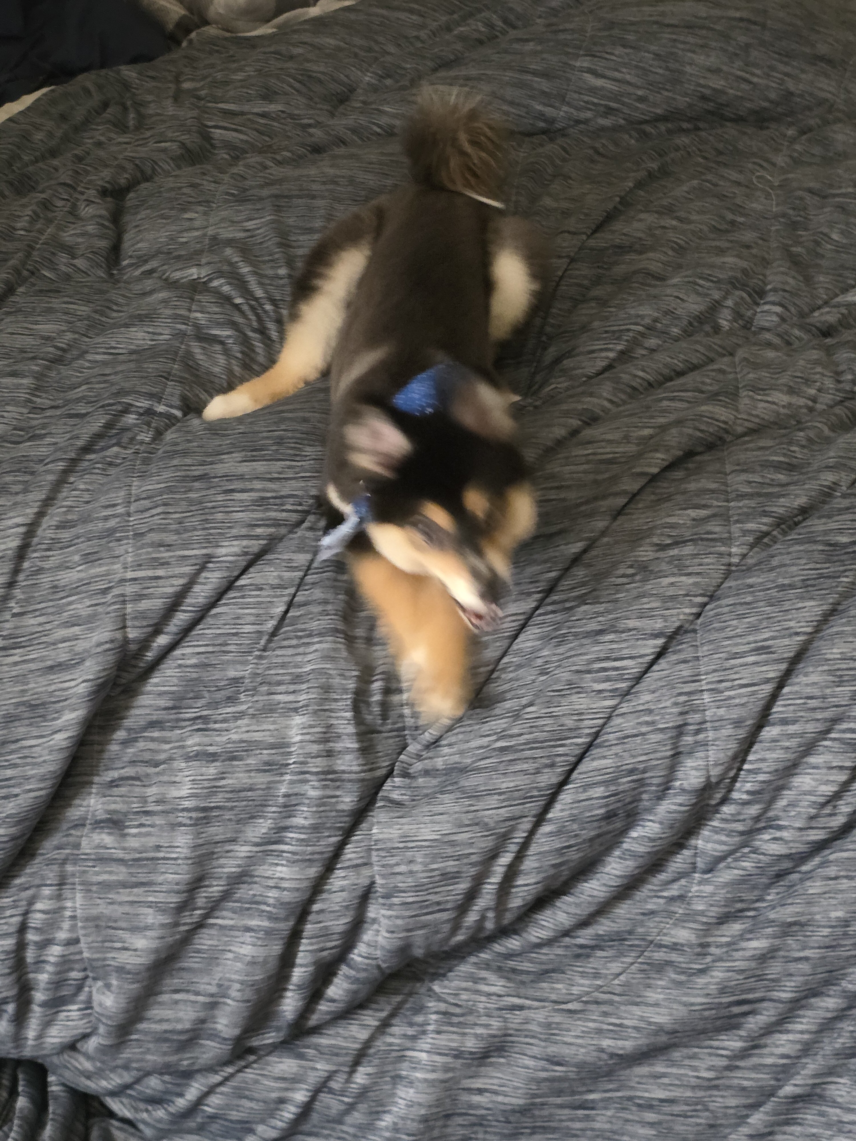 Luna - Pomsky 2nd Gen image 2