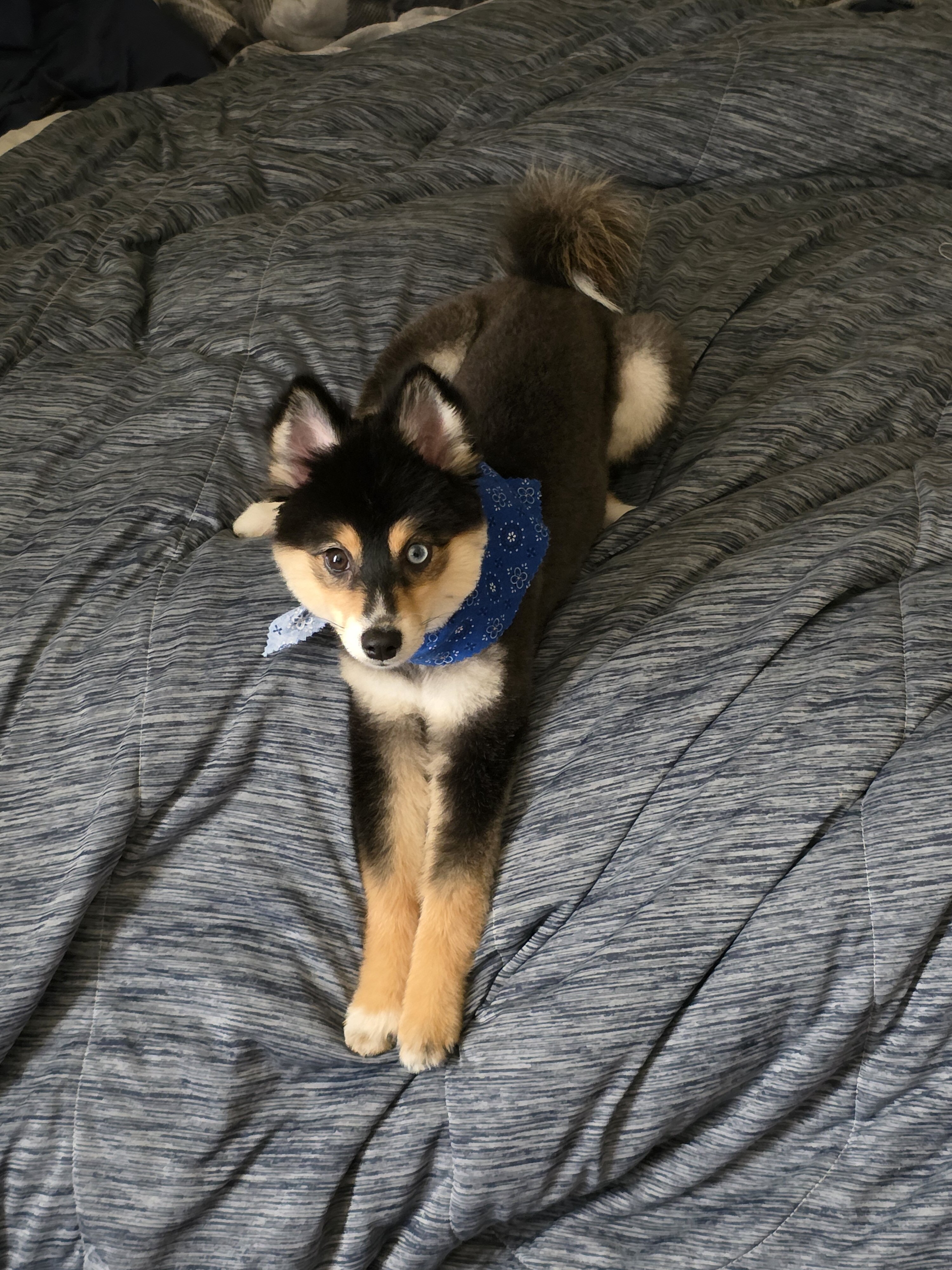 Luna - Pomsky 2nd Gen image 3