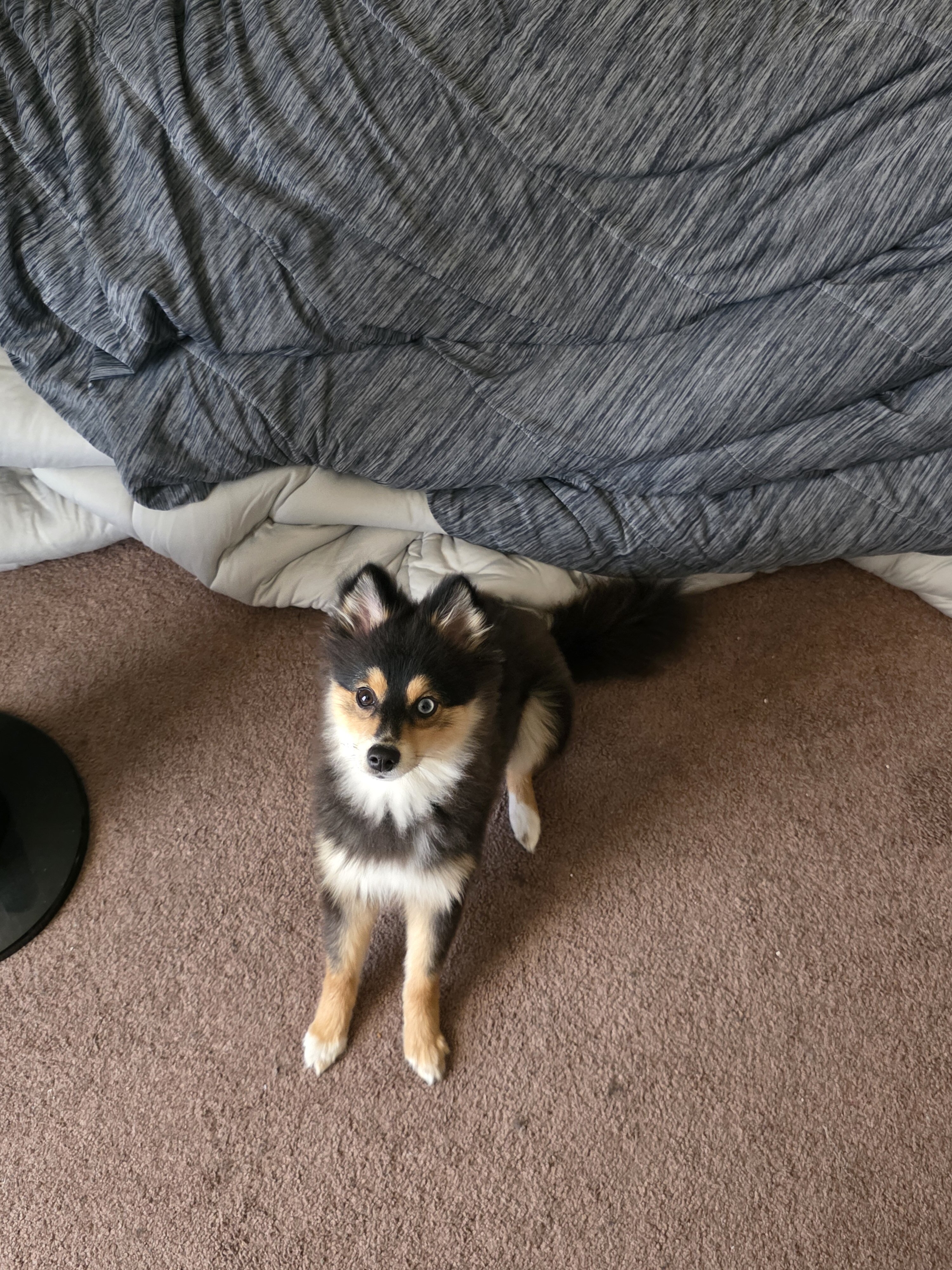 Luna - Pomsky 2nd Gen image 1