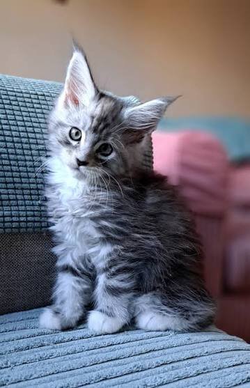 maine coon kittens litter box trained ready for ne image 2