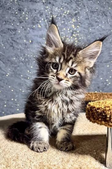 maine coon kittens litter box trained ready for ne image 1