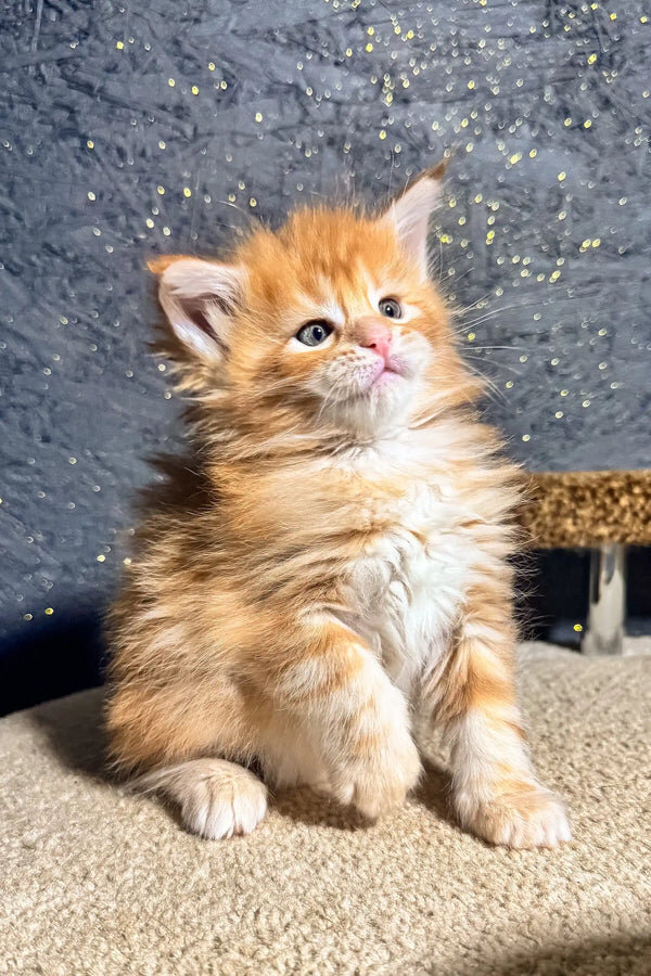 maine coon kittens litter box trained ready for ne image 3