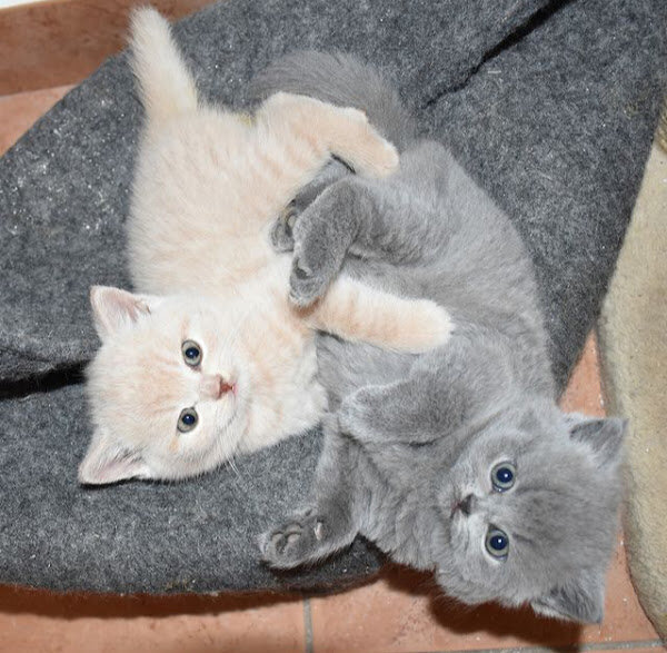 British Shorthair kitten orange/grey 10 weeks old image 1