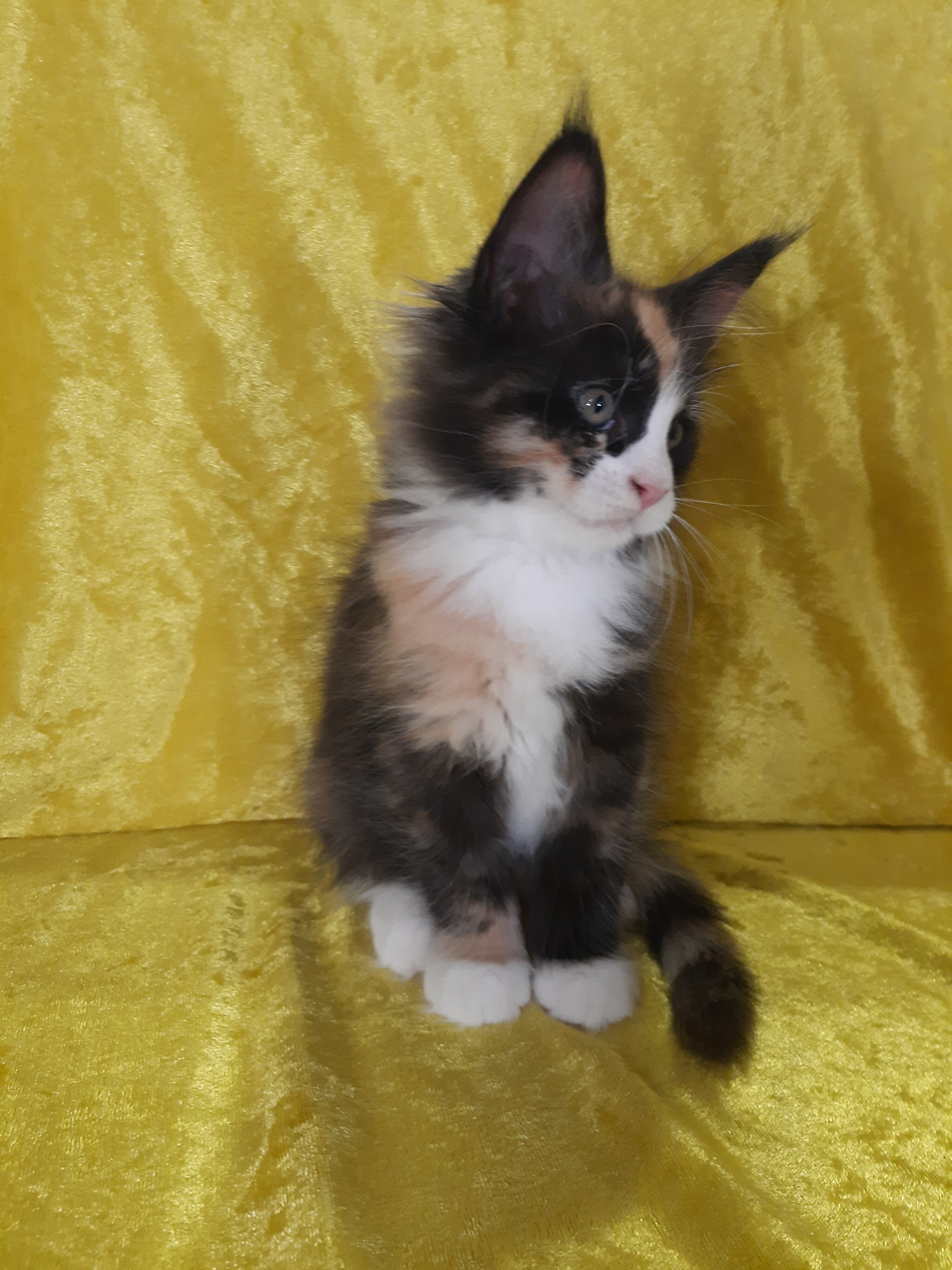 Maine Coon Kittens image 6