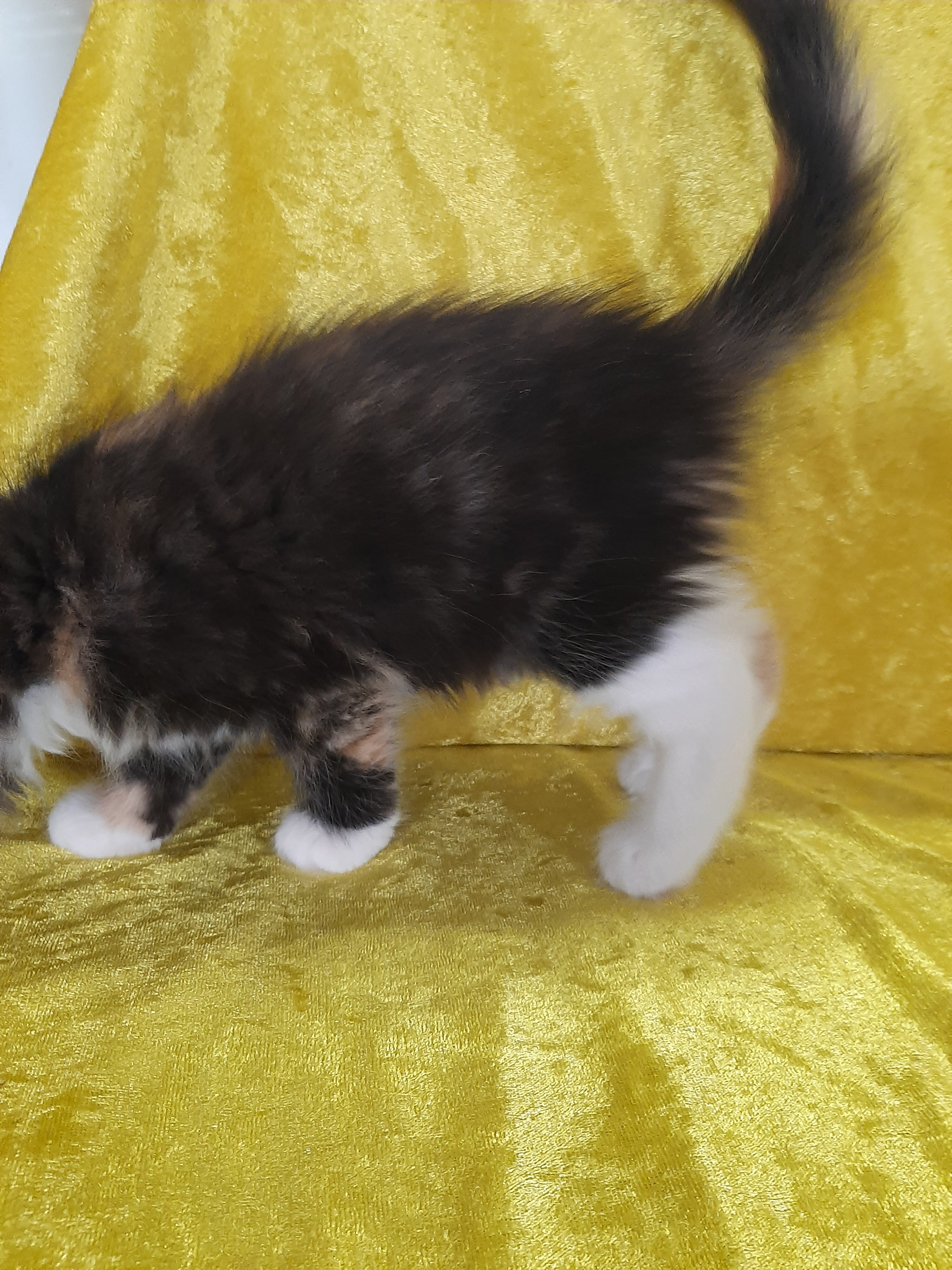 Maine Coon Kittens image 8