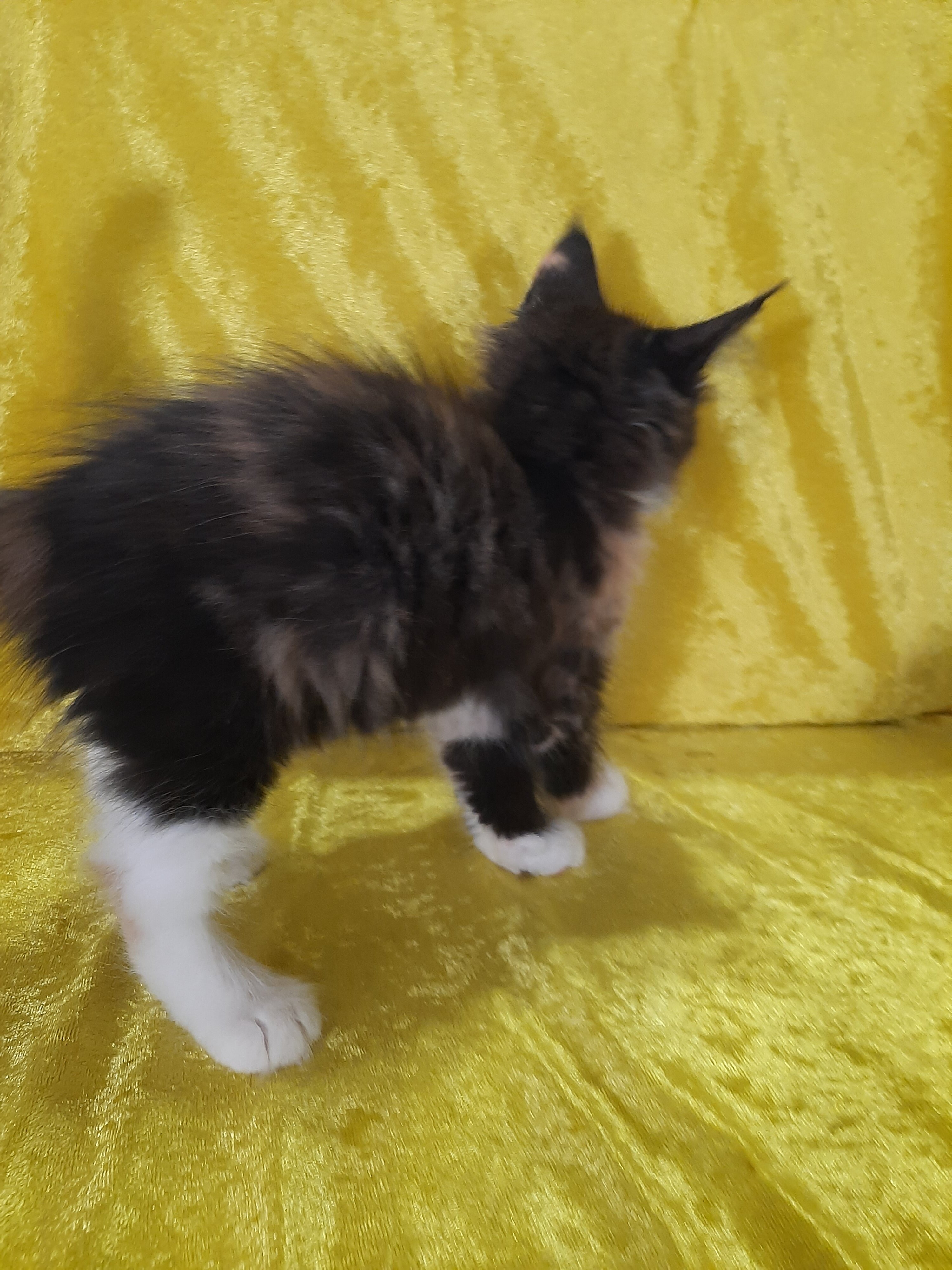 Maine Coon Kittens image 7