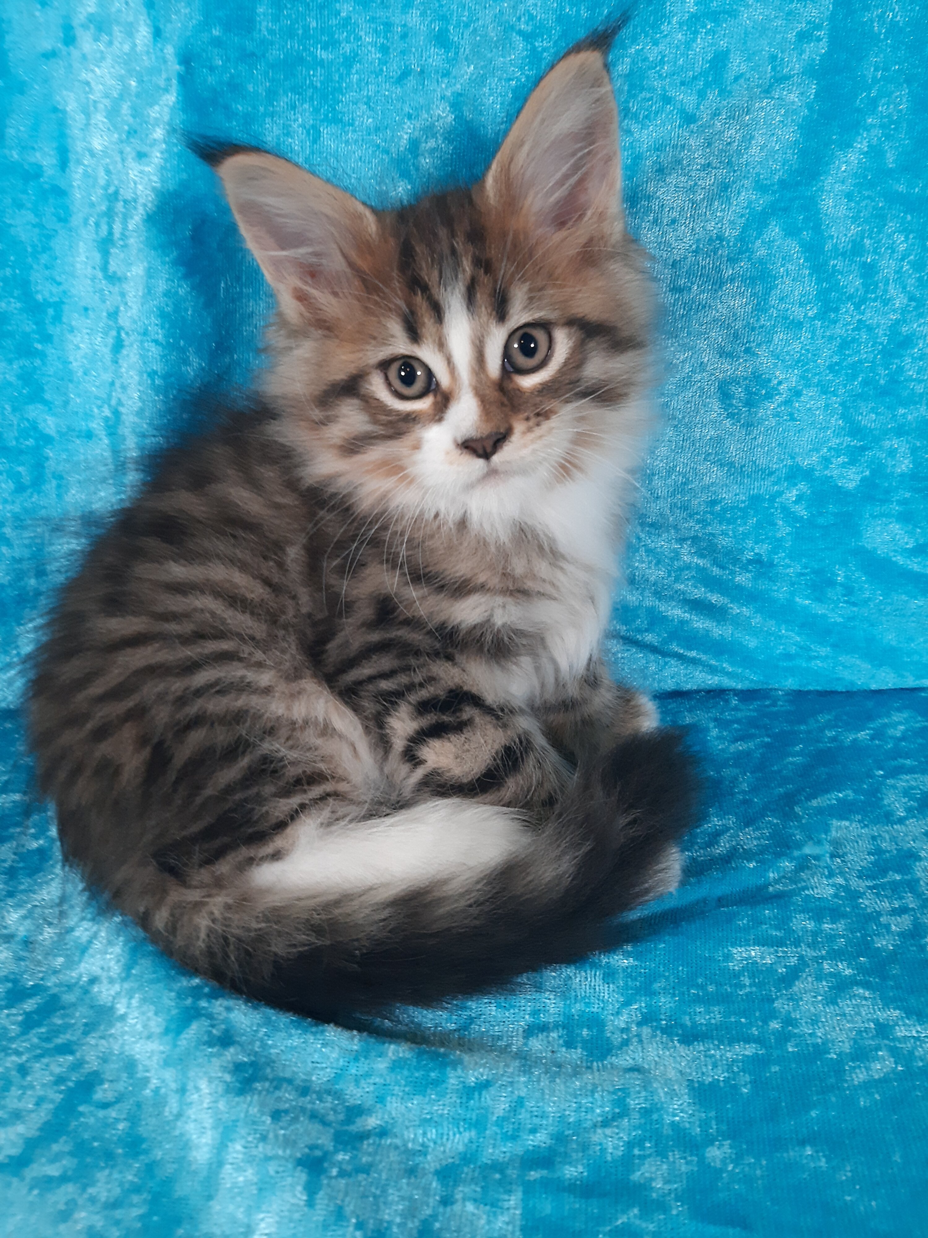 Maine Coon Kittens image 3