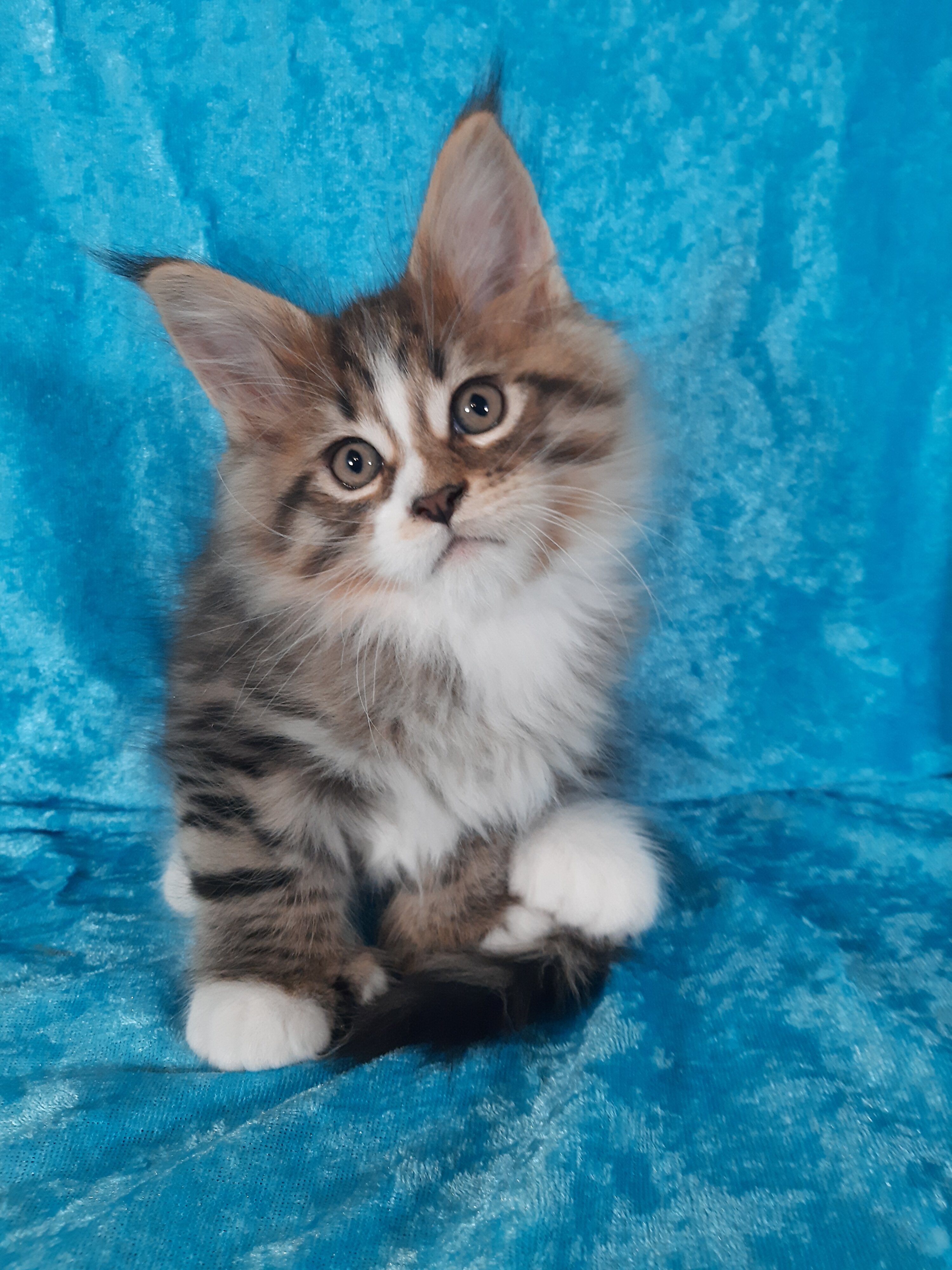 Maine Coon Kittens image 2