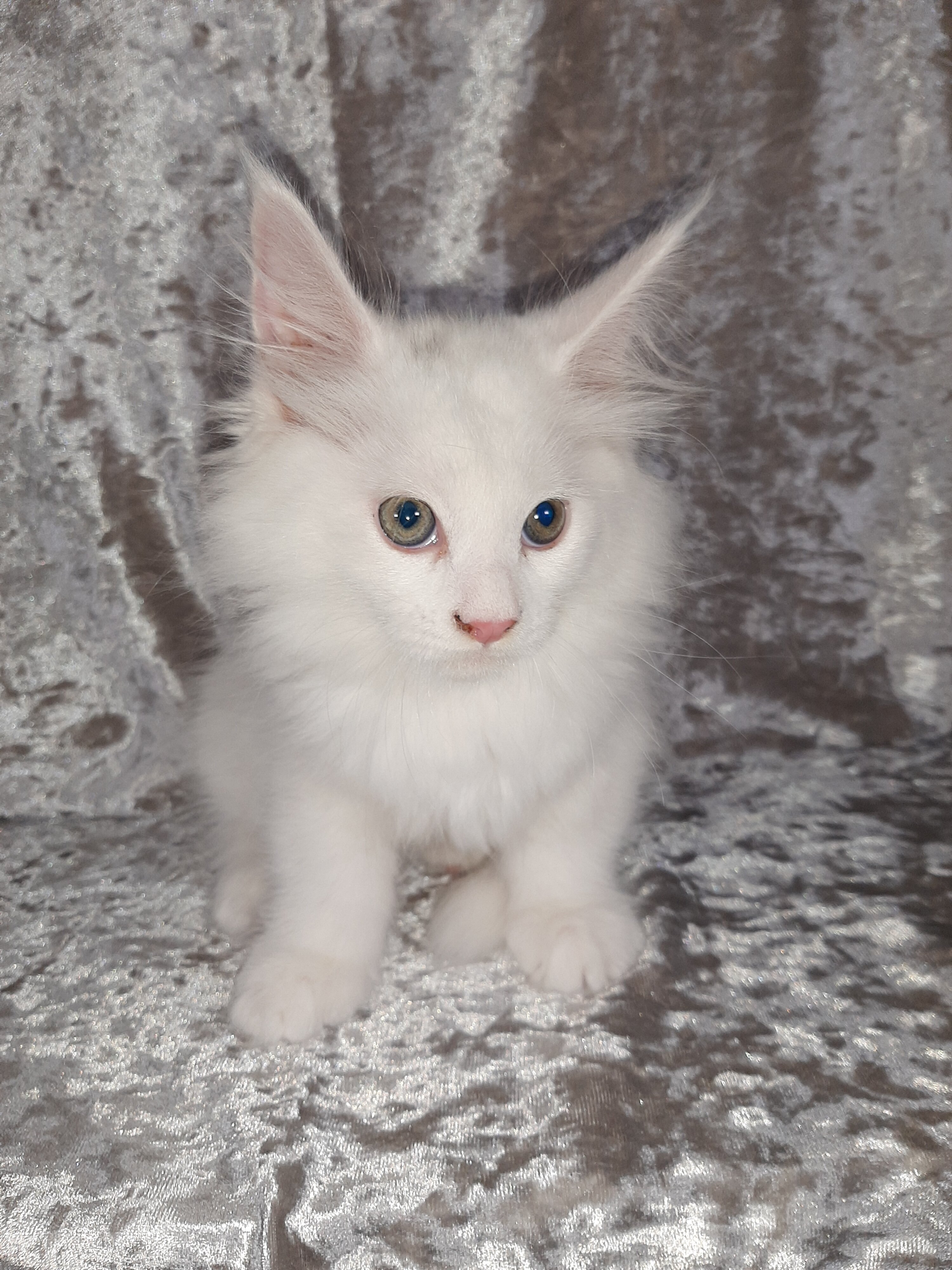 Maine Coon Kittens image 4