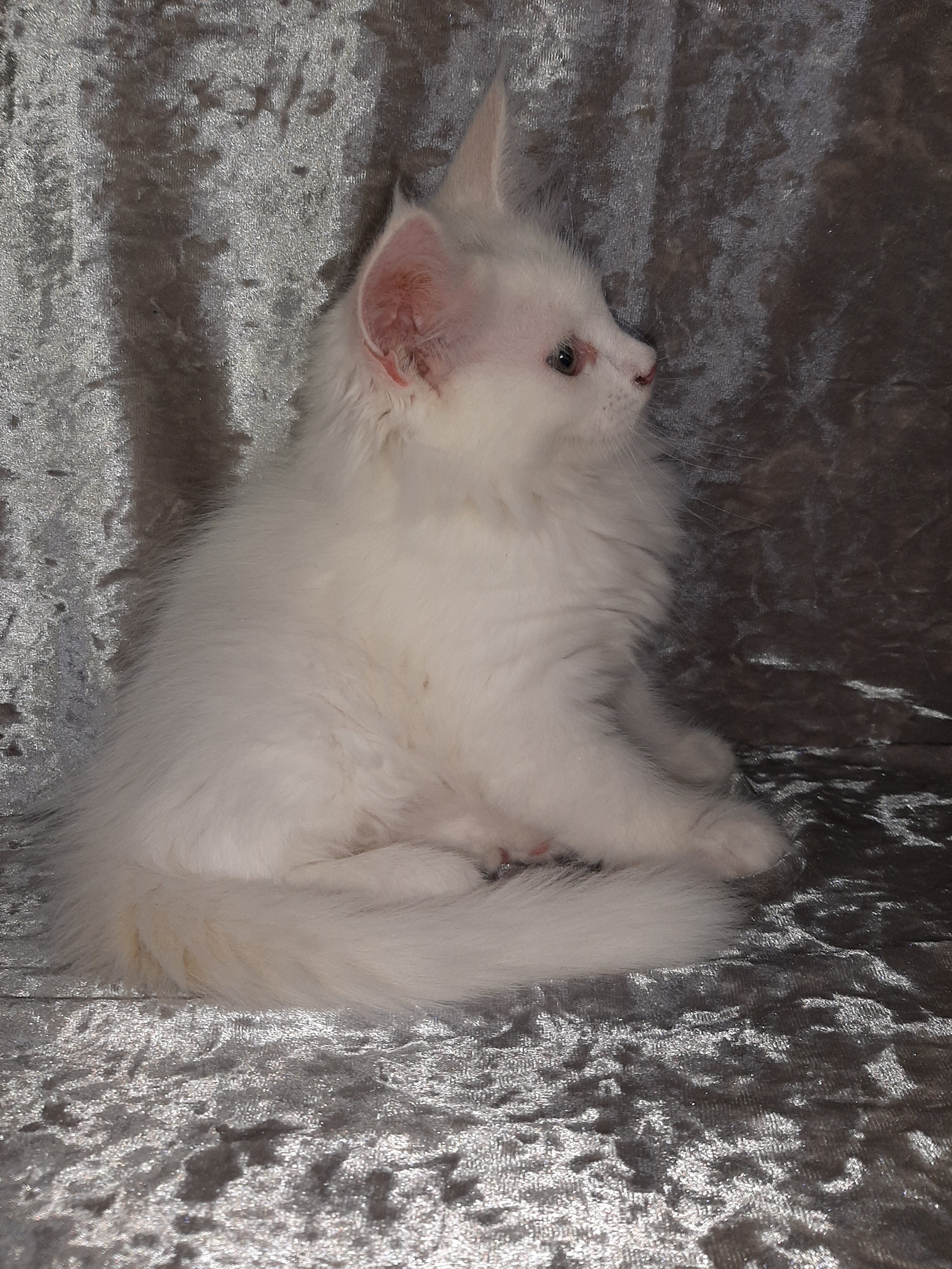 Maine Coon Kittens image 5