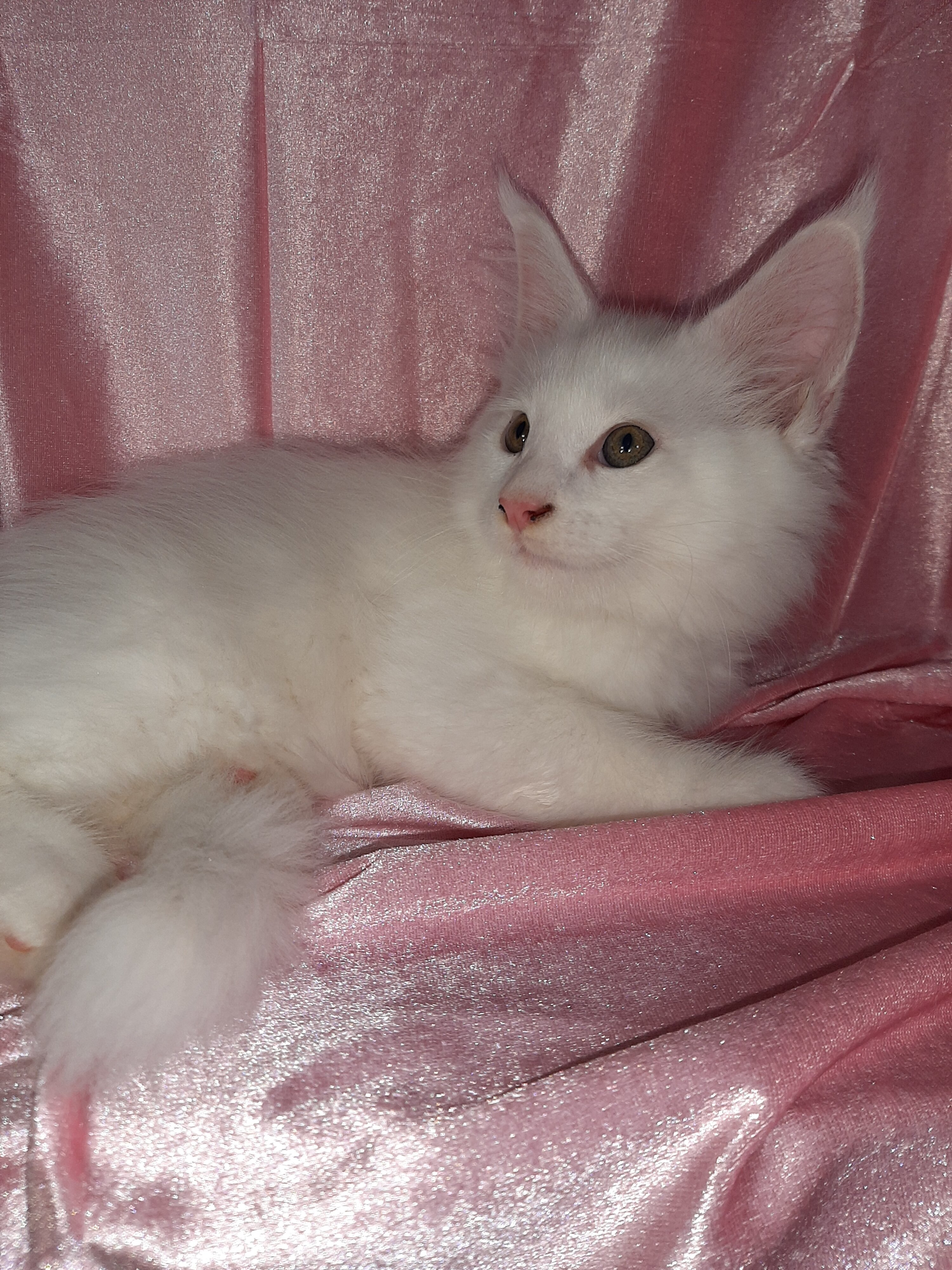 Maine Coon Kittens image 10
