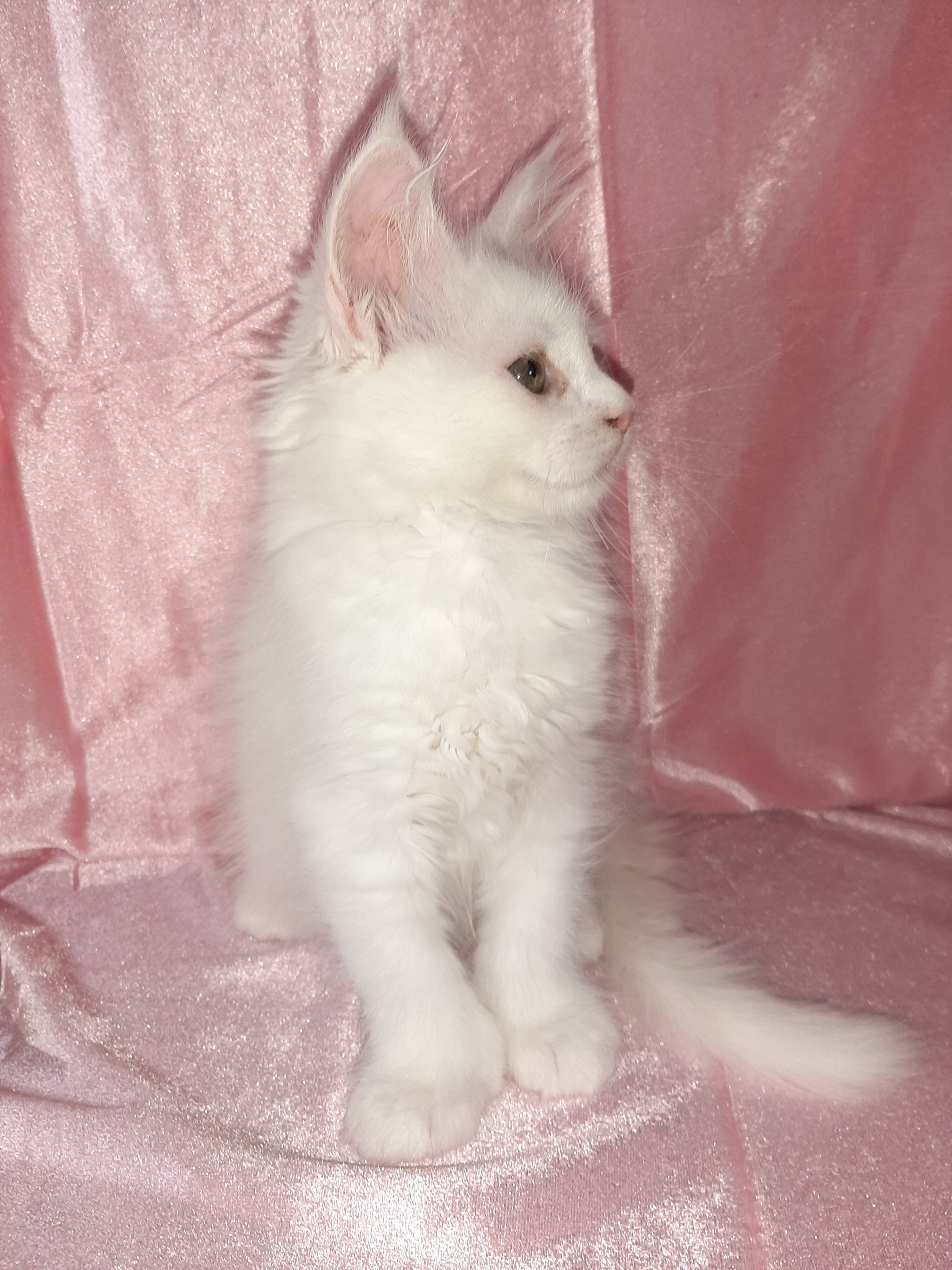 Maine Coon Kittens image 9