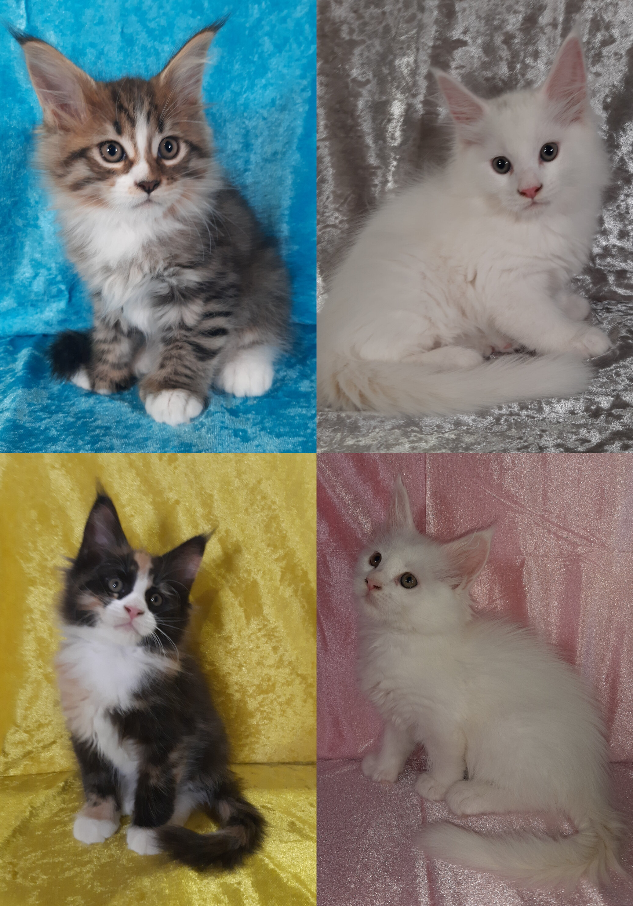 Maine Coon Kittens image 1