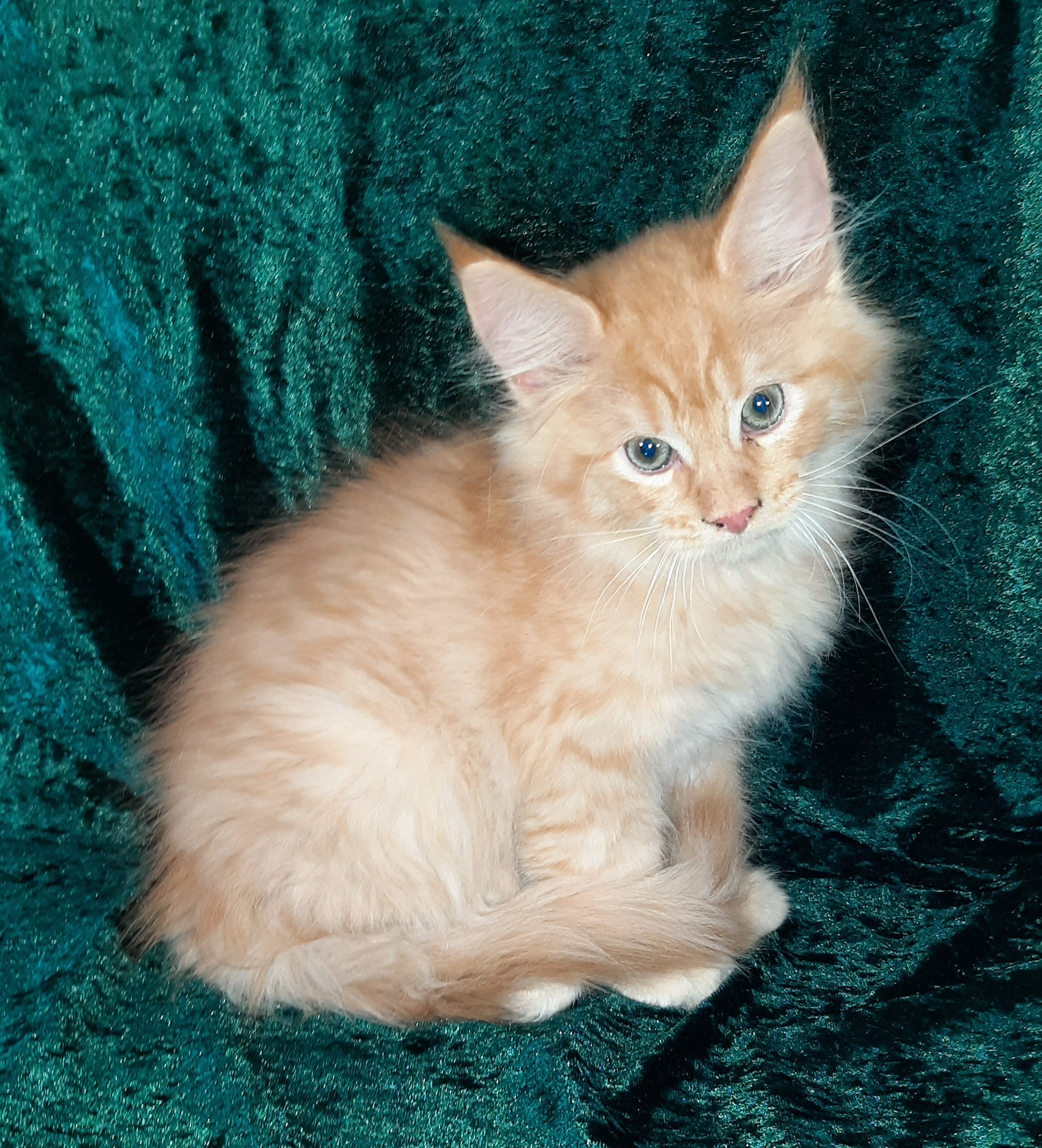 Maine Coon Ragdoll Mix Kittens image 5