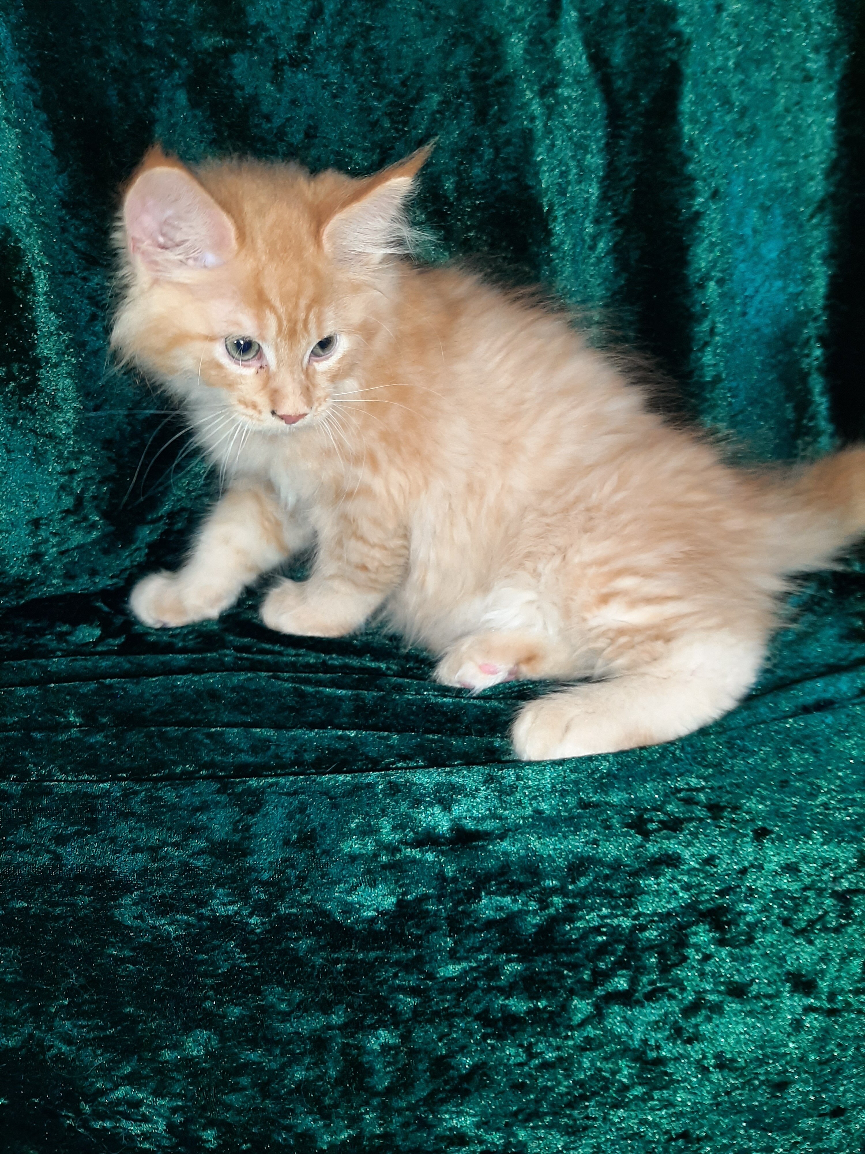 Maine Coon Ragdoll Mix Kittens image 2