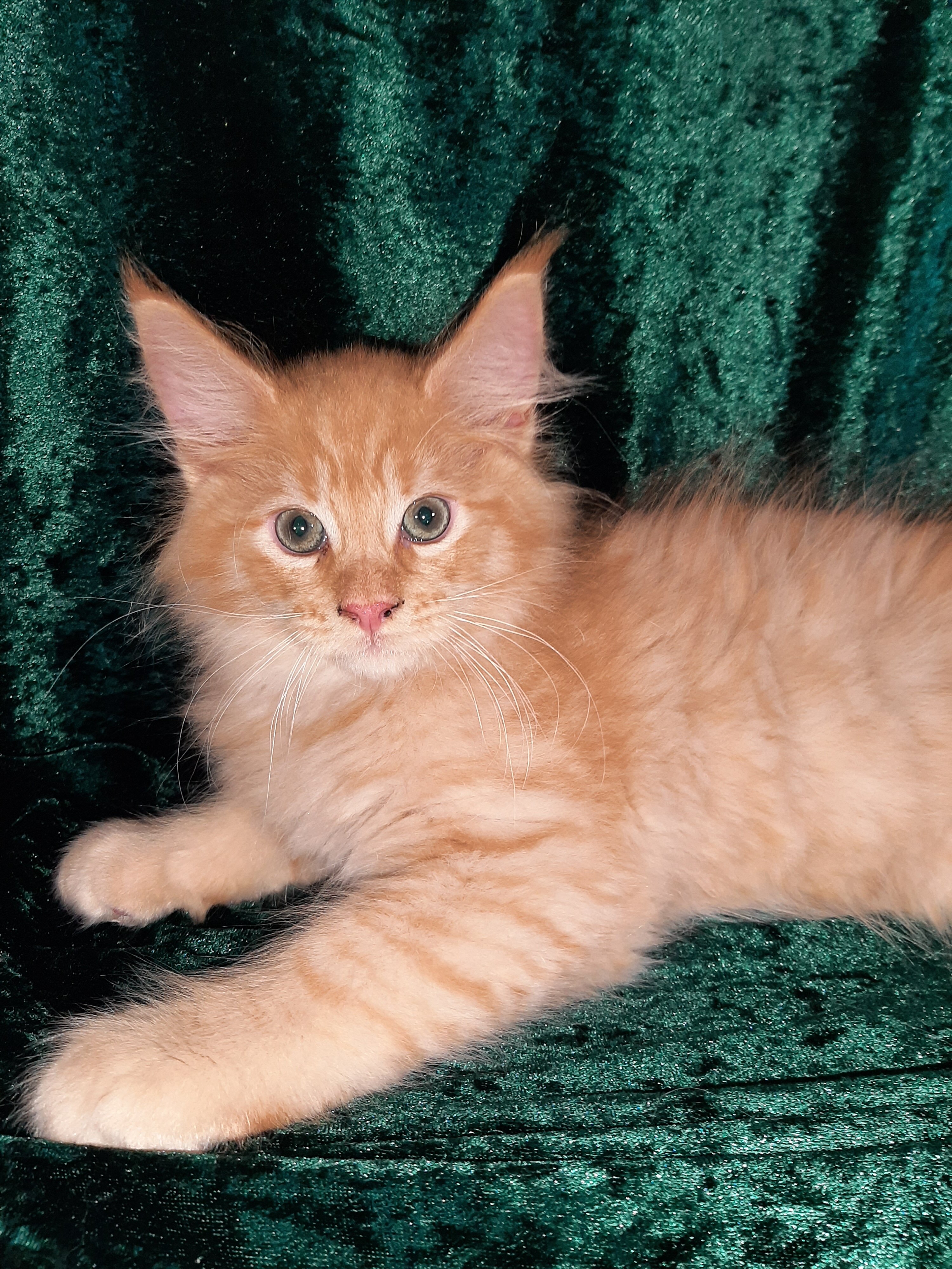 Maine Coon Ragdoll Mix Kittens image 3
